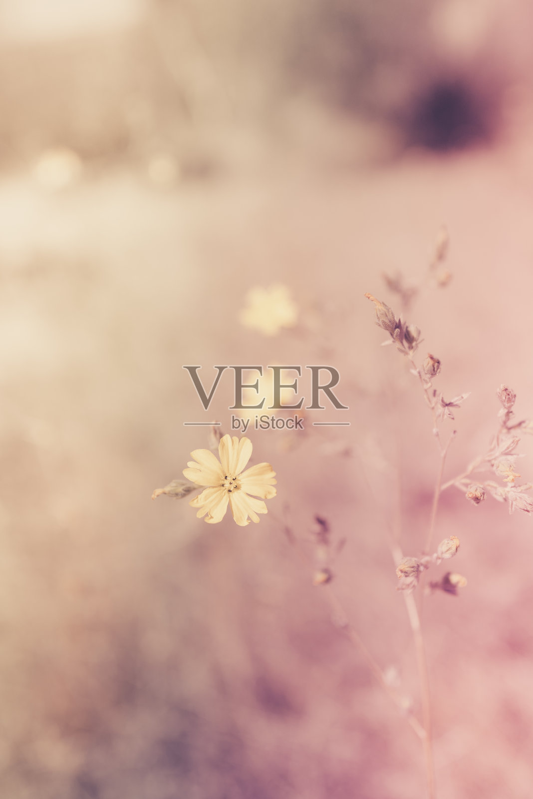 粉色野生植物背景照片摄影图片