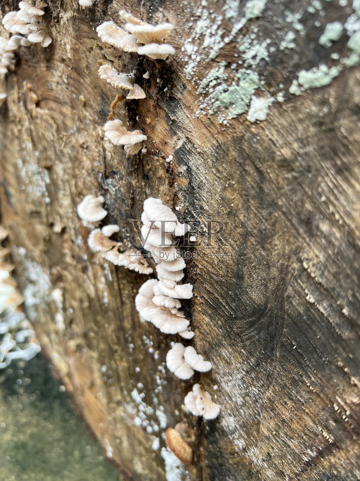 树皮上的蘑菇照片摄影图片