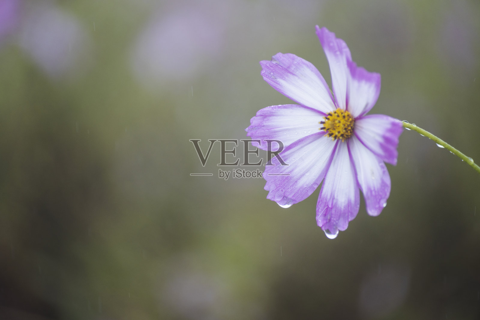 在雨天盛开的粉色宇宙花照片摄影图片