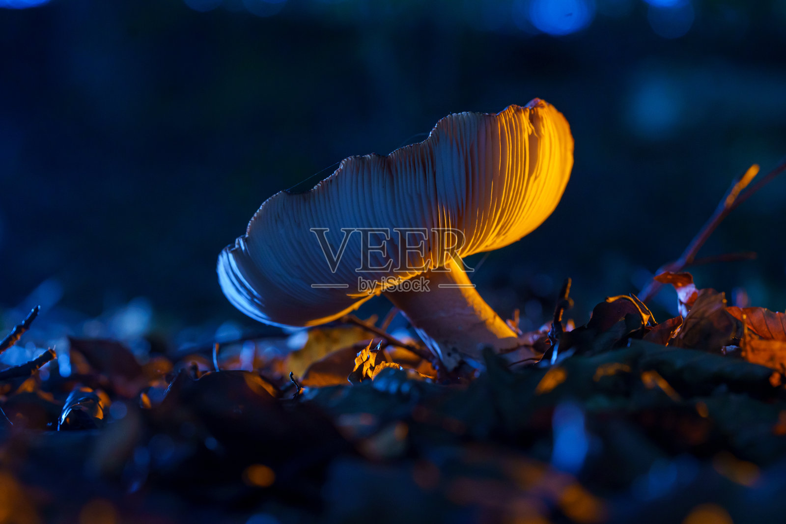 梦幻森林里五彩缤纷的蘑菇照片摄影图片