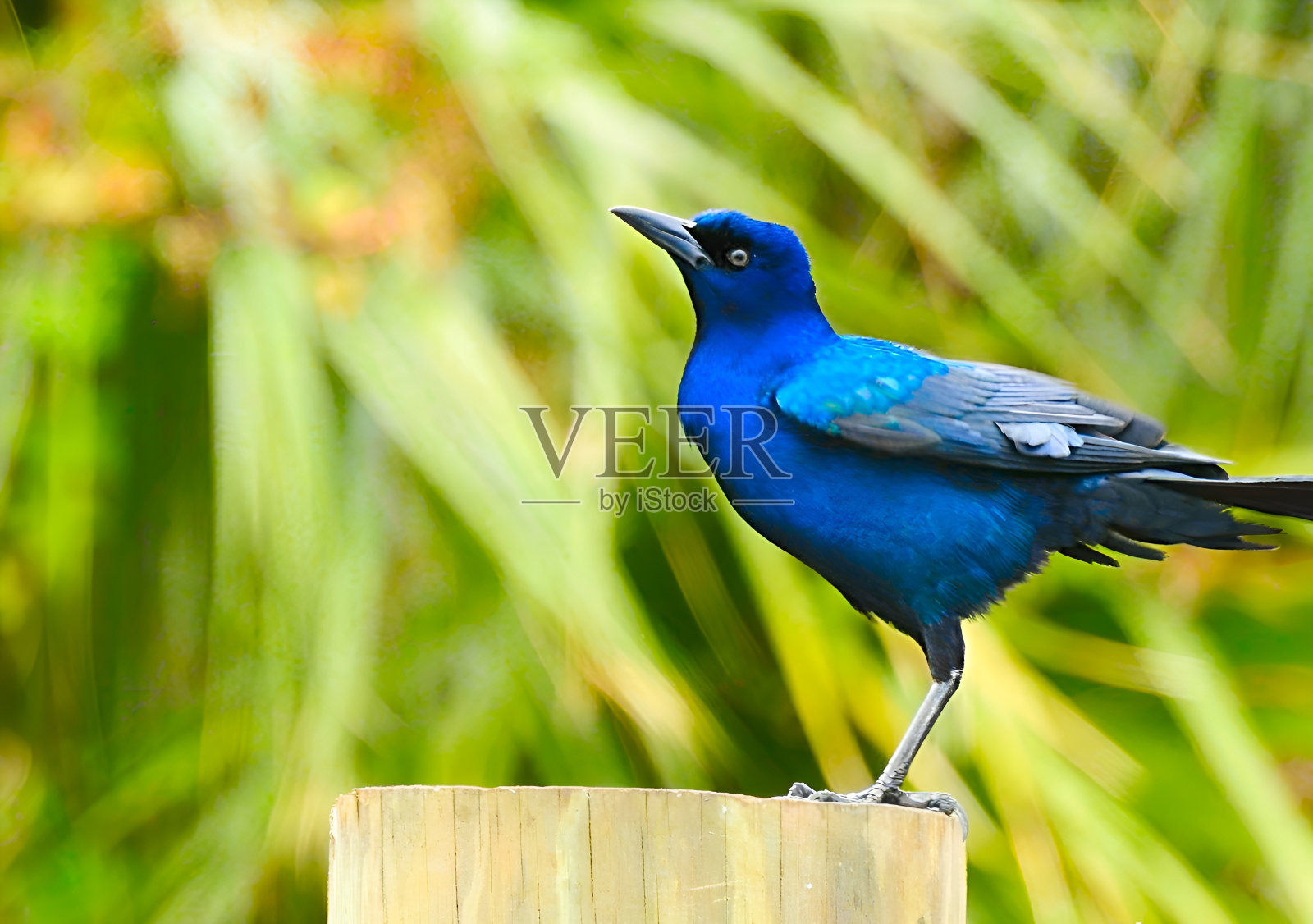 华丽的白头翁之类照片摄影图片