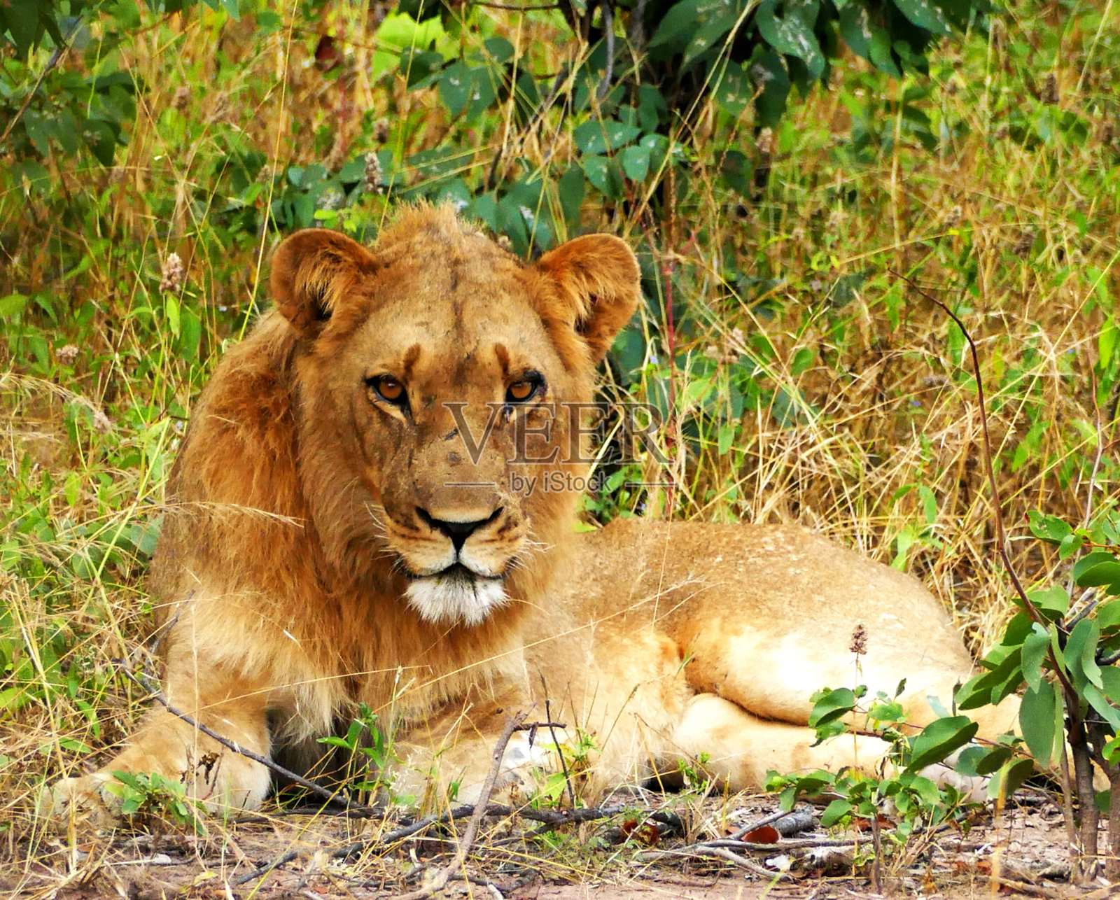 美丽的津巴布韦野生动物图片照片摄影图片