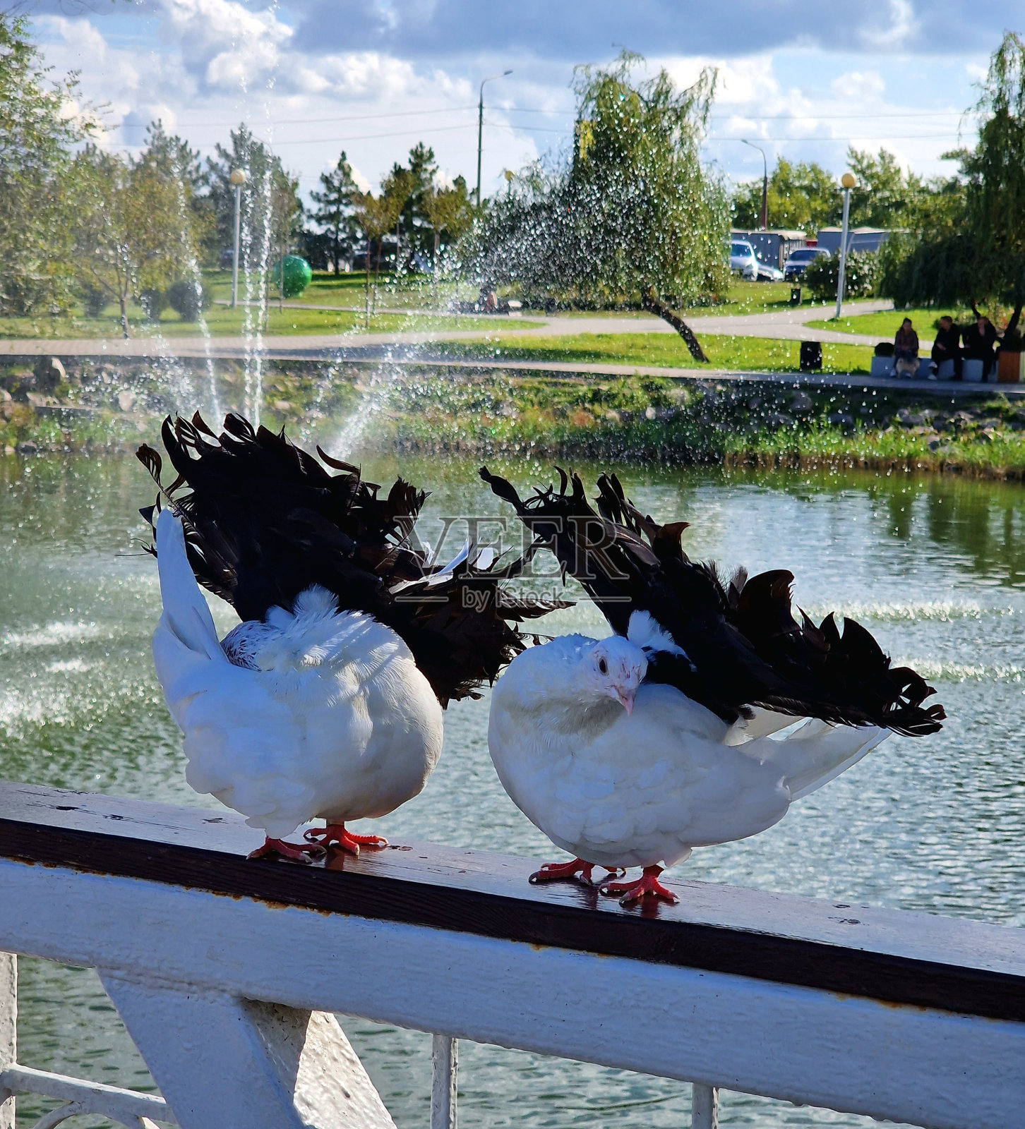鸽子坐在公园里桥的栏杆上照片摄影图片