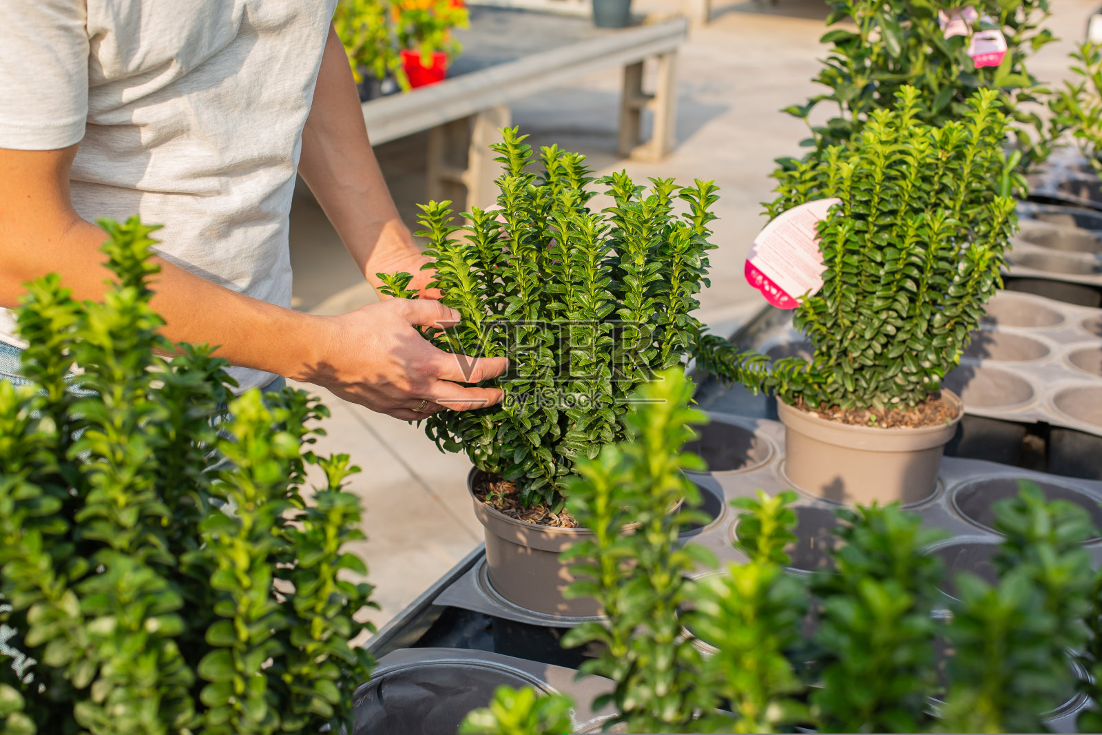 园艺中心出售植物和花卉照片摄影图片