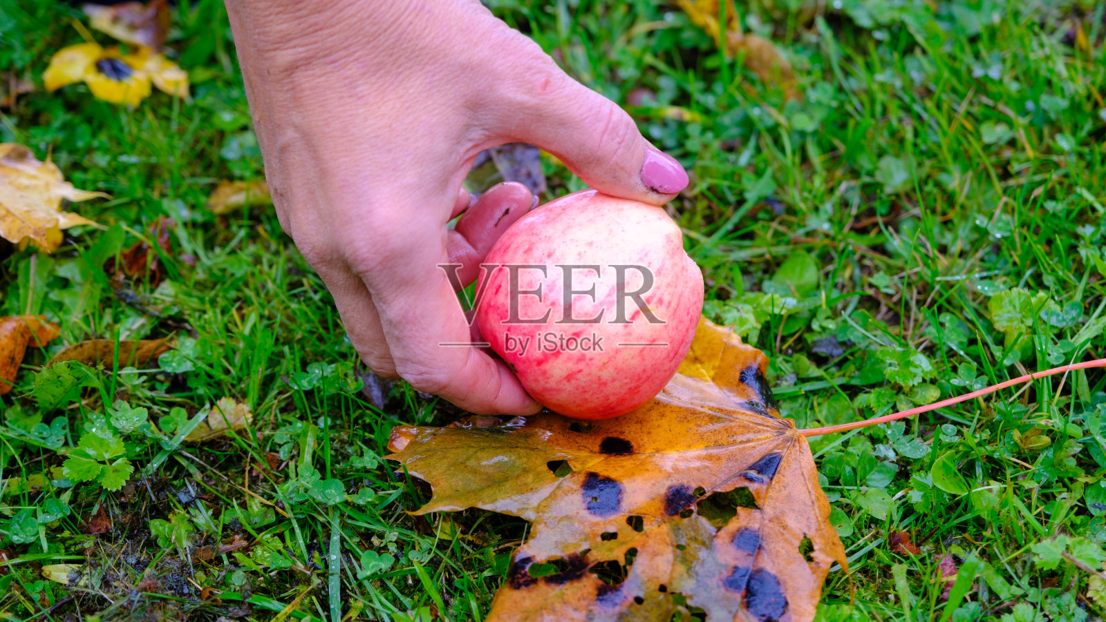 一个女人在桶里摘苹果。绿色草地背景下的天然红苹果。照片摄影图片