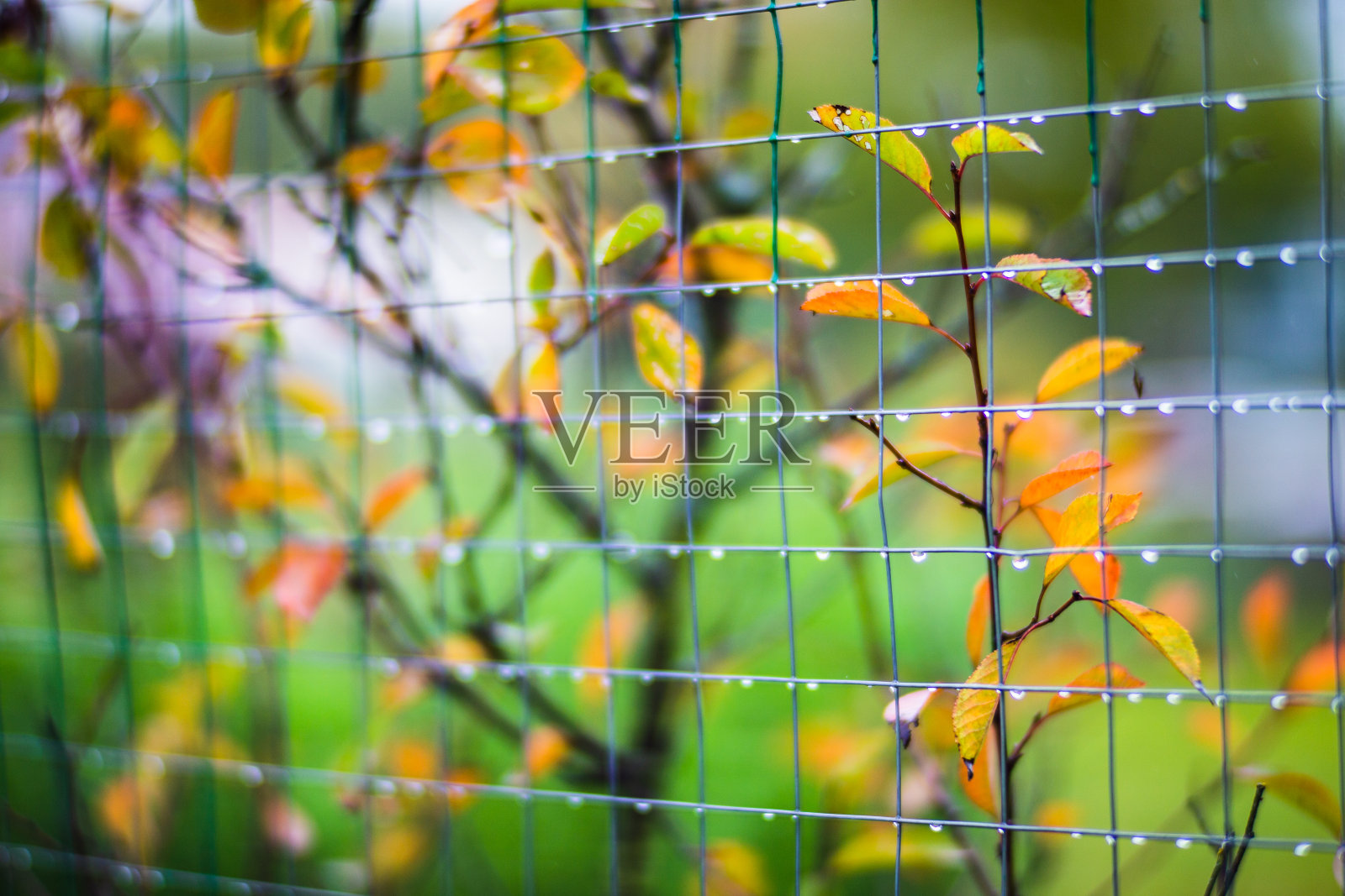 多彩的秋叶特写。秋天的背景。美丽的自然强模糊背景，带有copyspace照片摄影图片