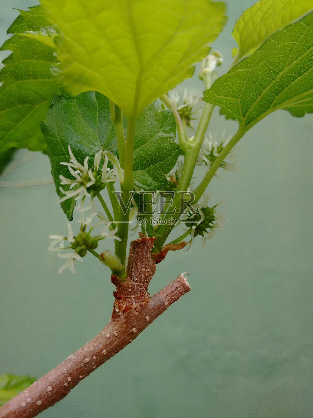 黑桑树:黑桑树(黑桑树)植物的花，以鳞片簇生的形式出现，雌花很快成熟成可食用的黑莓状果实，从绿色变为红色，成熟后变为紫色到黑色的阴影照片摄影图片