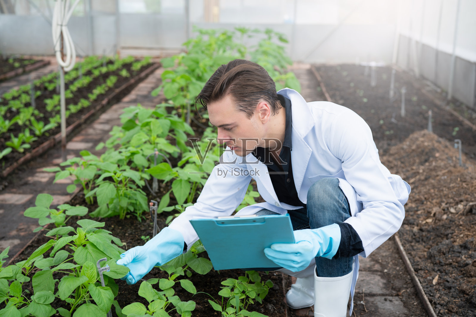 科学家们检测了来自水培农场的有机蔬菜生菜的质量照片摄影图片