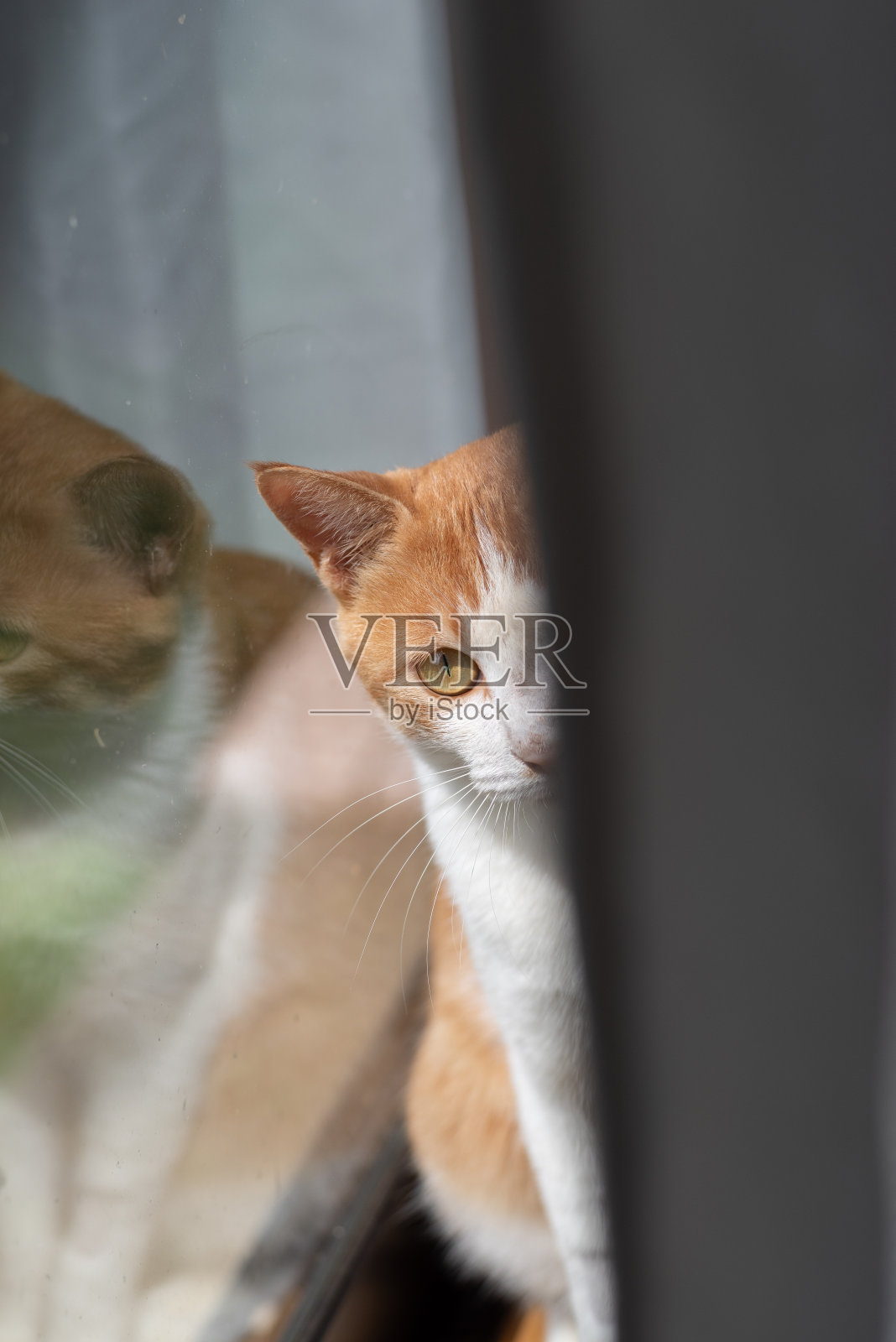 盯着猫照片摄影图片