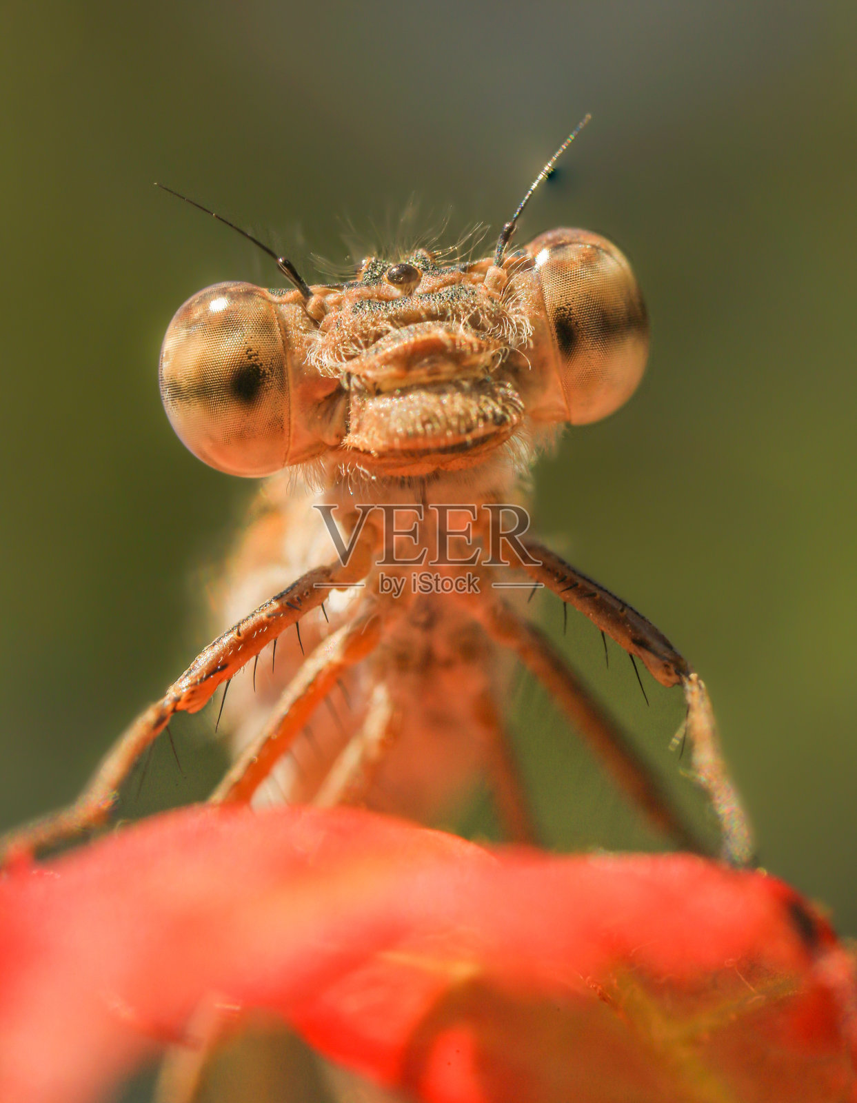 令人惊叹的极端尖锐和细节的豆娘宏观特写。照片摄影图片