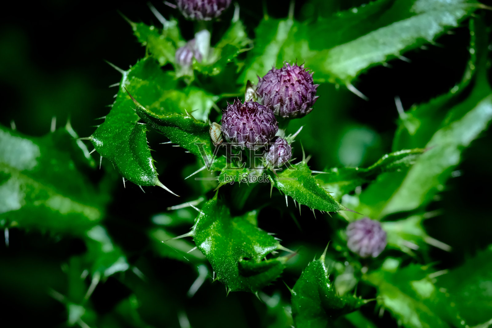 花的微距摄影:花的细节拍摄与背景模糊照片摄影图片