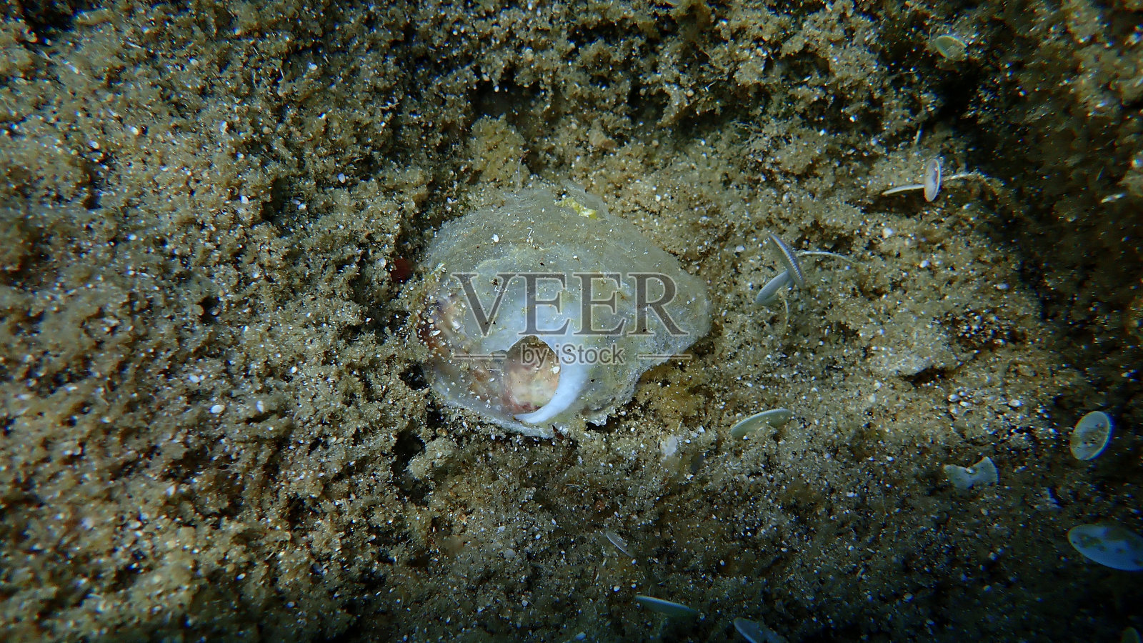 爱琴海海底双壳软体动物鞍壳生蚝或欧洲铃铛壳，欧洲鞍壳生蚝照片摄影图片