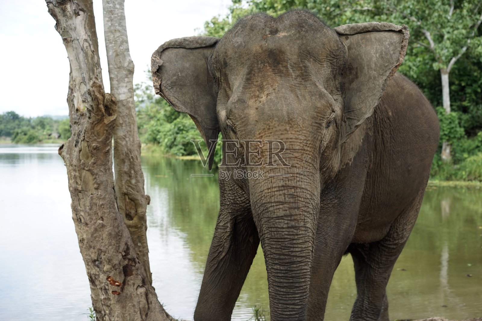 大象老挝照片摄影图片