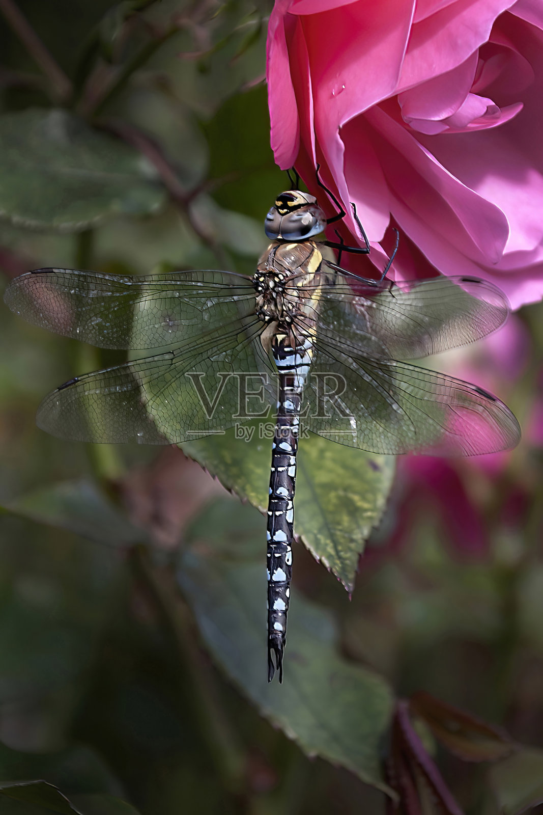 流动小贩蜻蜓照片摄影图片