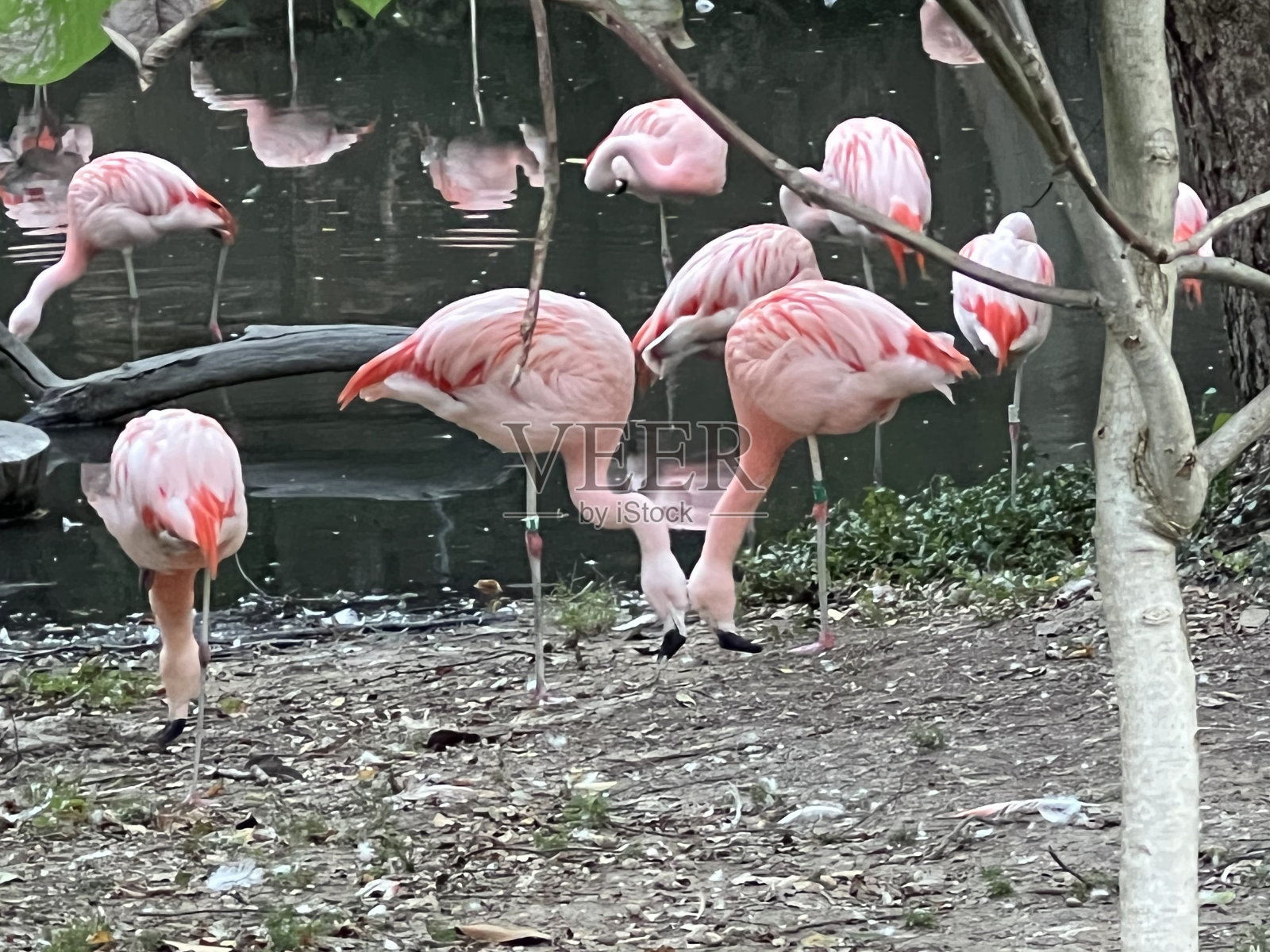 火烈鸟低着头创造心脏照片摄影图片