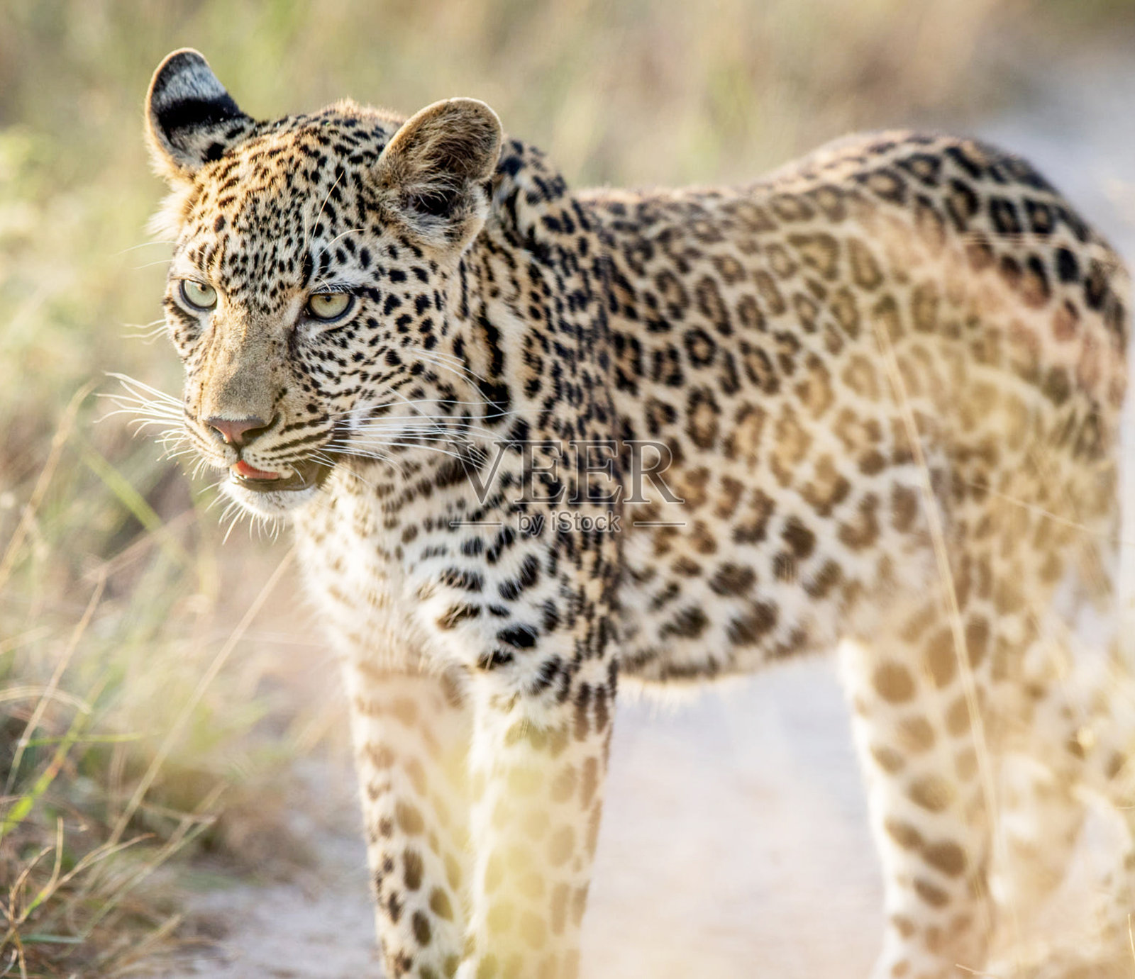 创意津巴布韦野生动物图片照片摄影图片