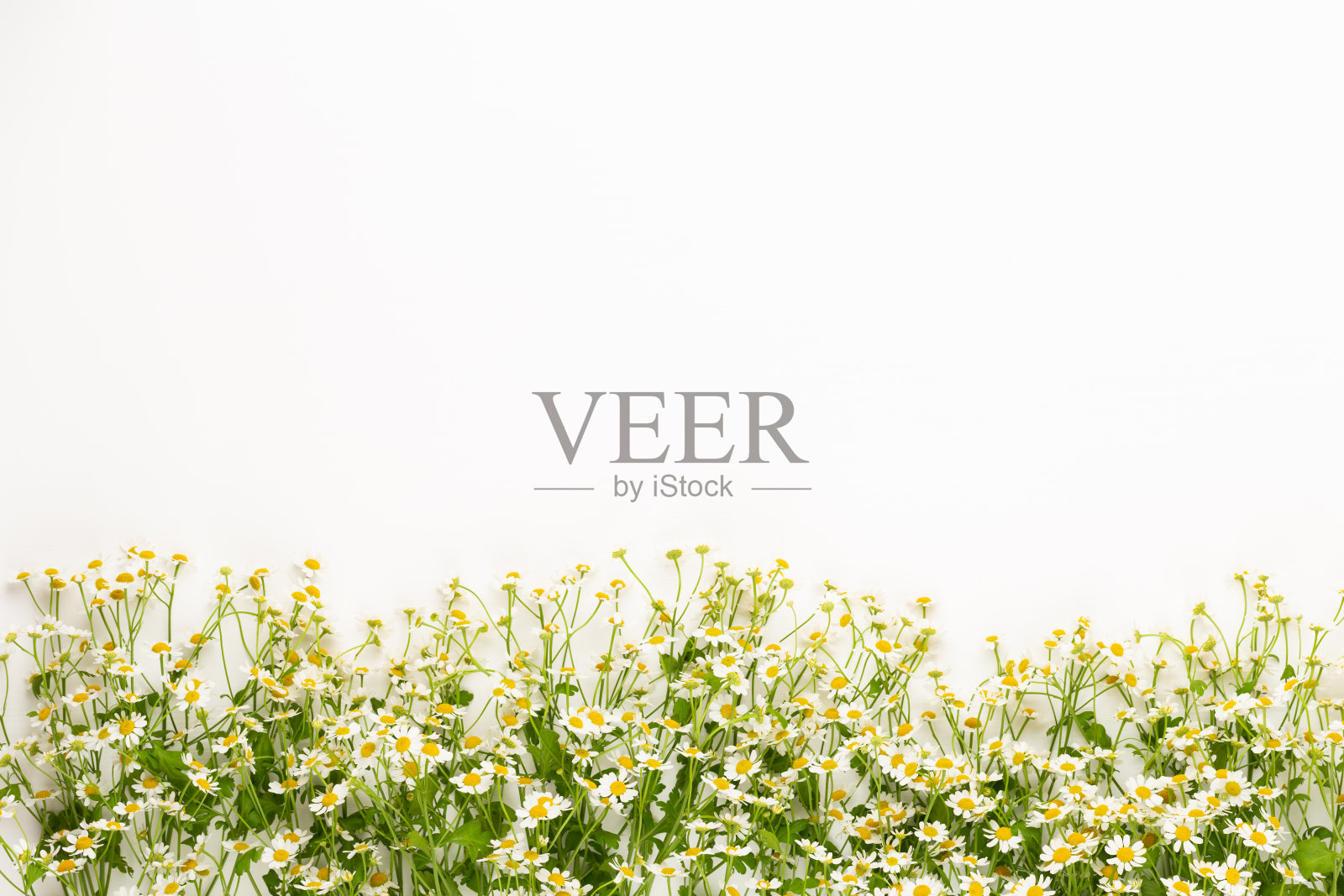 洋甘菊花花框。平铺，俯视图。照片摄影图片