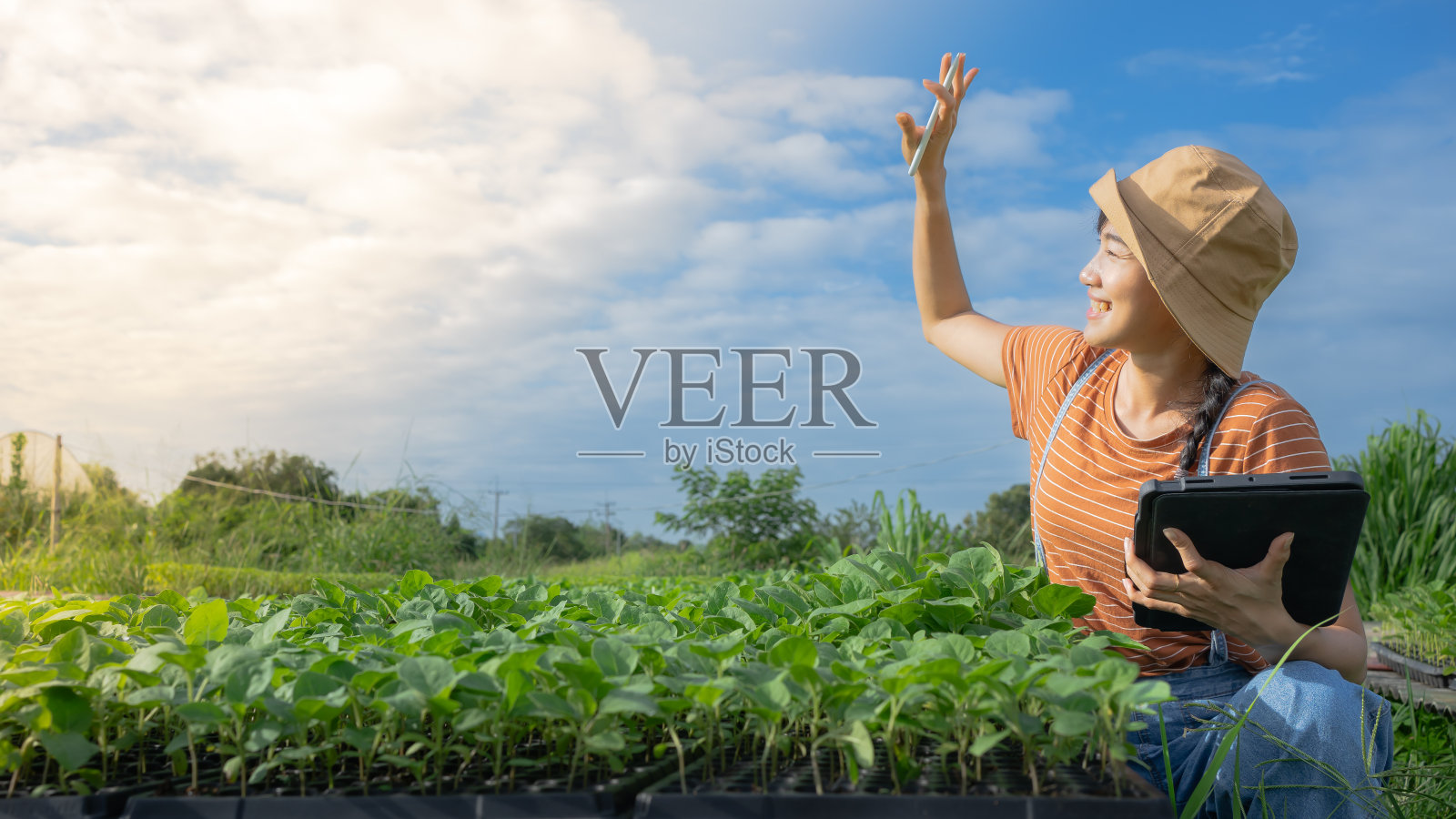年轻的亚洲女农民在有机水培沙拉蔬菜农场工作。现代蔬菜园主使用数字平板电脑检查温室菜园生菜的质量。农业综合企业的所有者。照片摄影图片