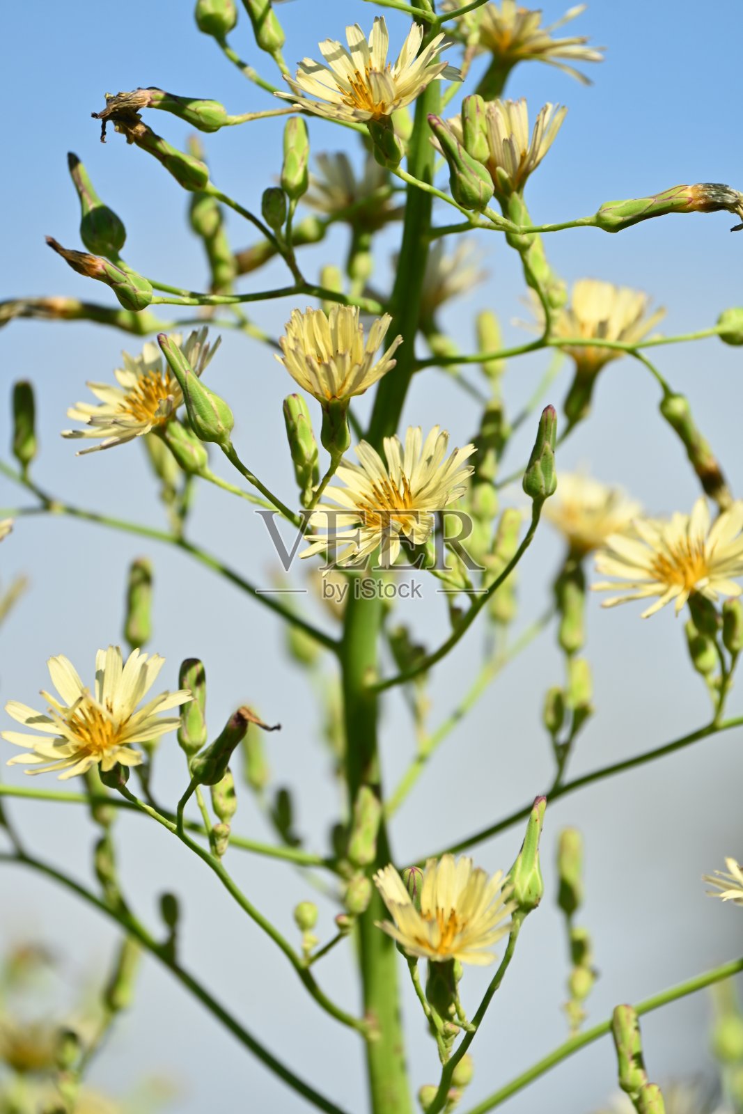 印度莴苣(莴苣)花。照片摄影图片