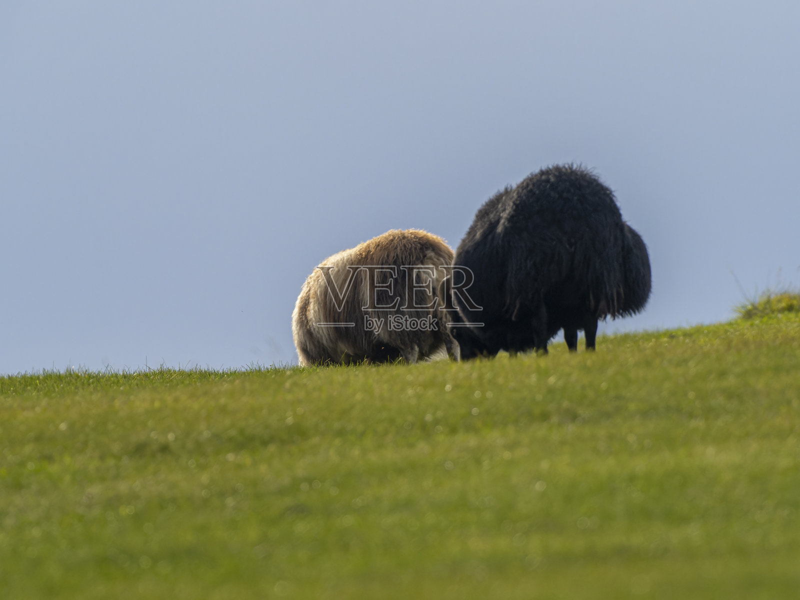 冰岛羊照片摄影图片