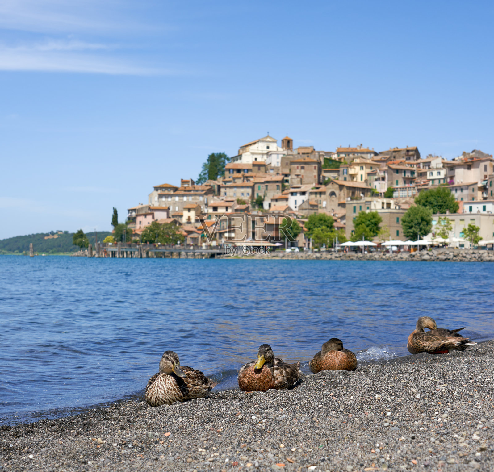 意大利拉齐奥布拉齐亚诺湖的鸭子照片摄影图片