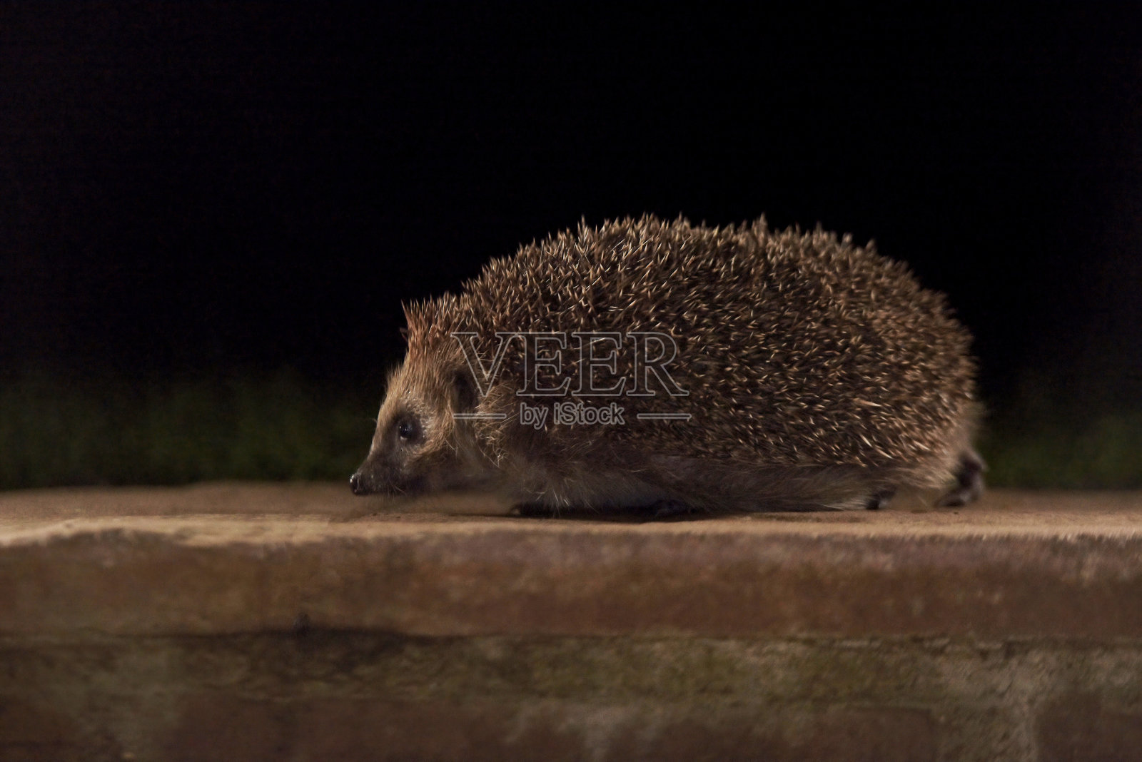 欧洲刺猬的夜晚照片摄影图片