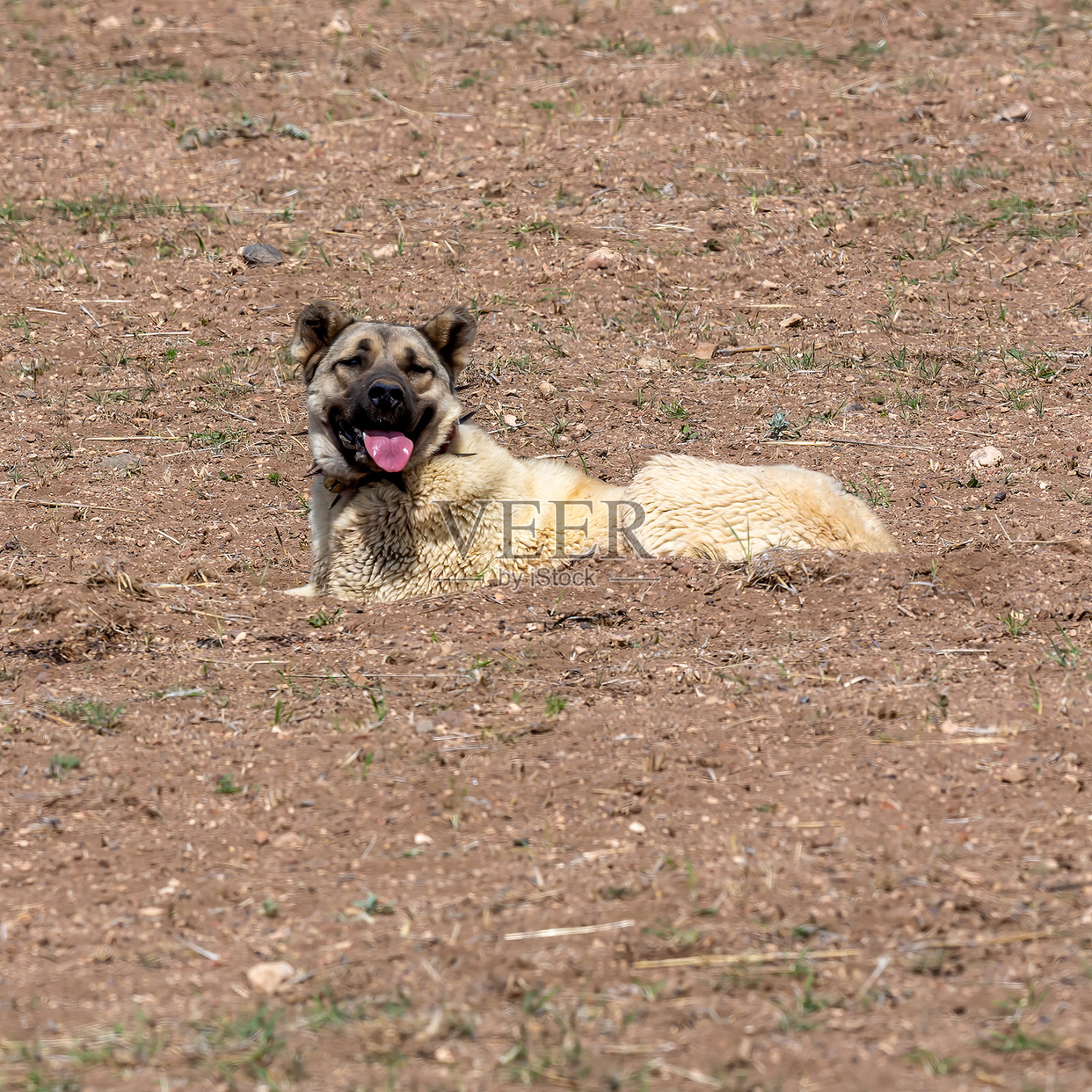春天的牧羊犬照片摄影图片