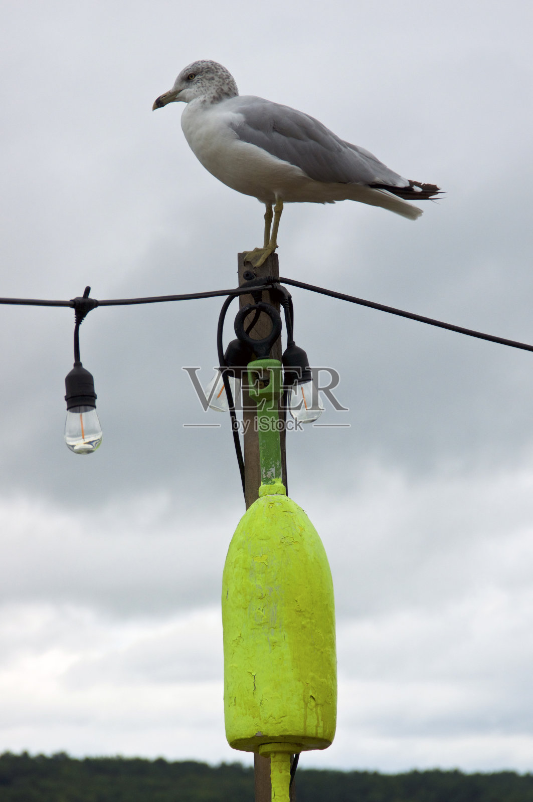 海鸥栖息在柱子上的侧面图照片摄影图片