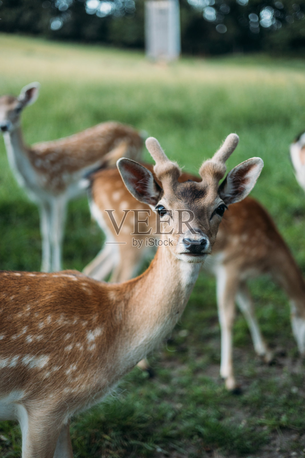德国的休耕鹿家族照片摄影图片