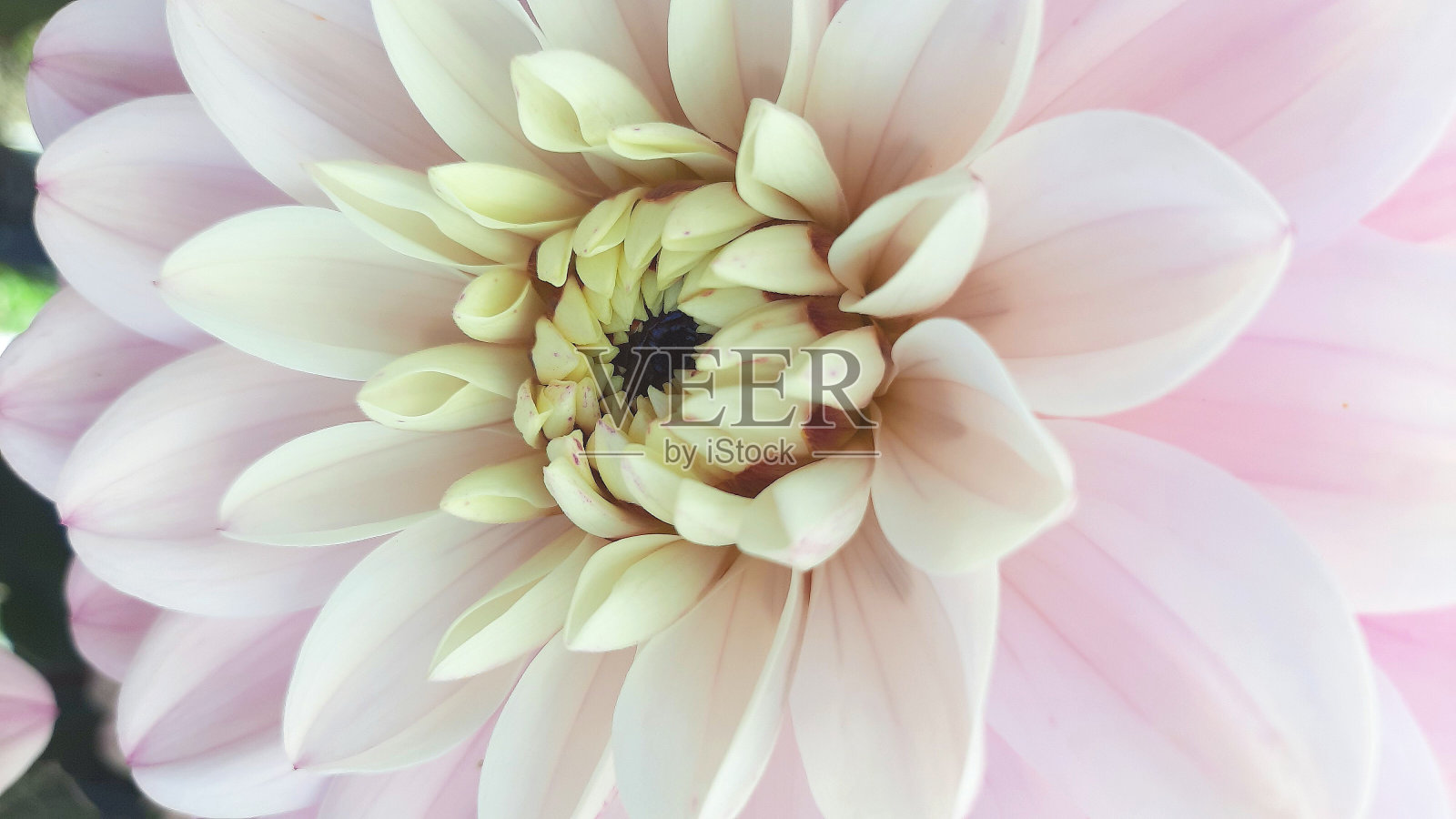 粉红色的大丽花特写照片摄影图片