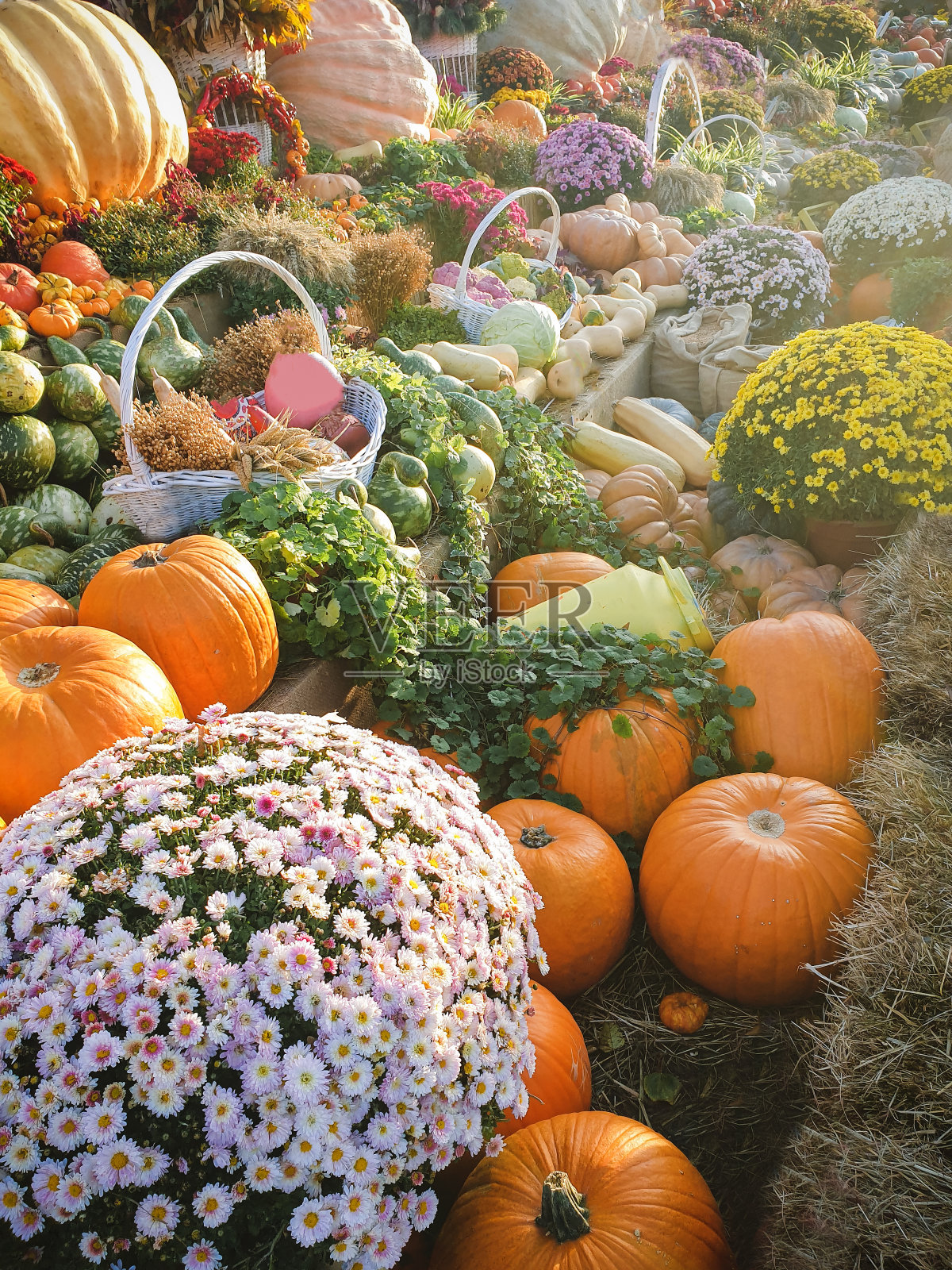 蔬菜集市上成熟的蔬菜和南瓜照片摄影图片