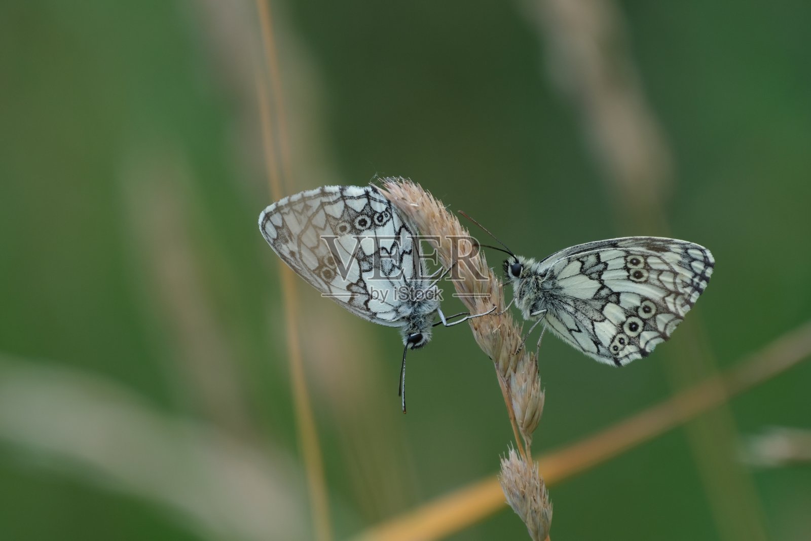 一对黑白相间的蝴蝶在植物上的特写，大理石白色的照片摄影图片