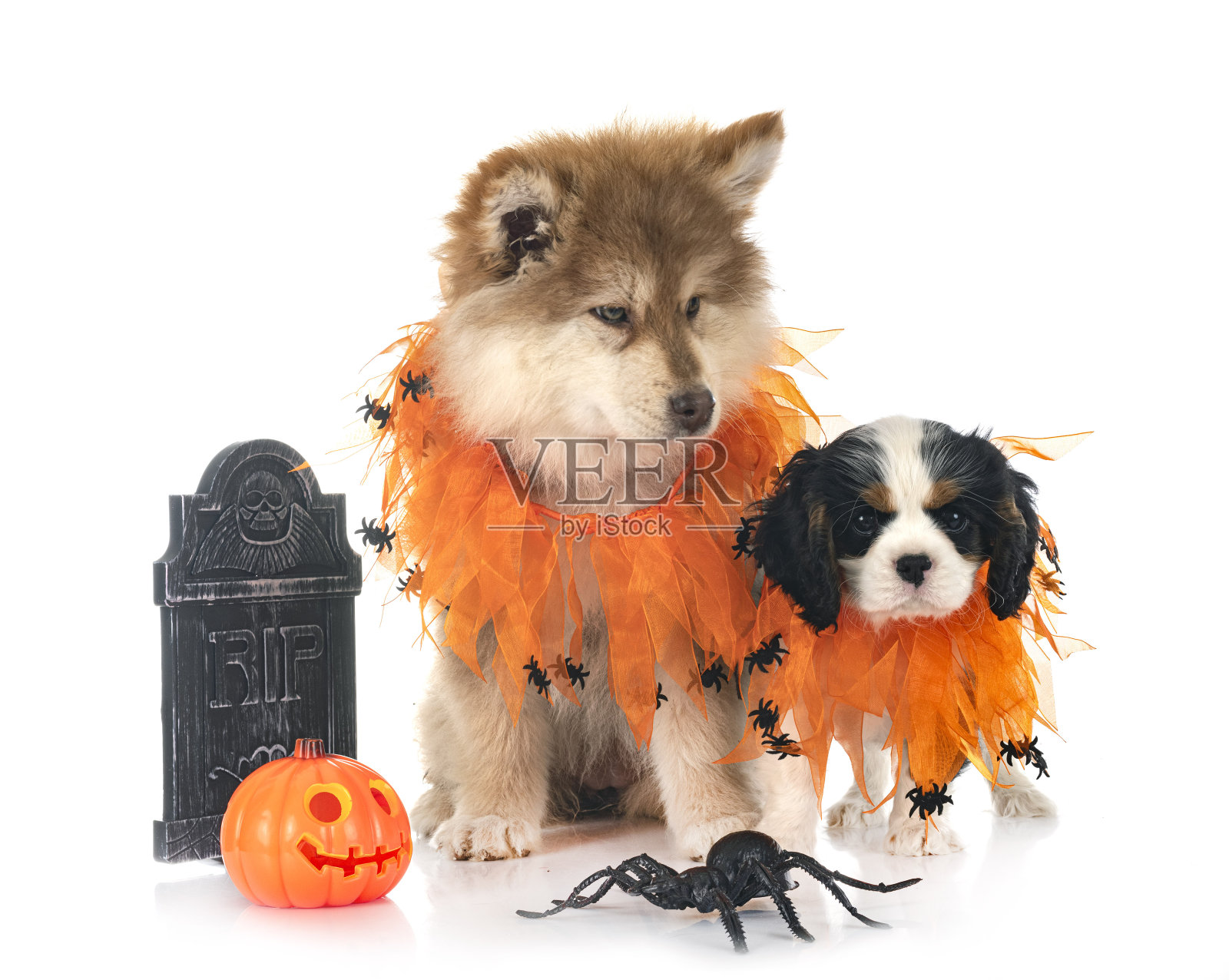 芬兰拉普德犬和骑士国王查尔斯照片摄影图片