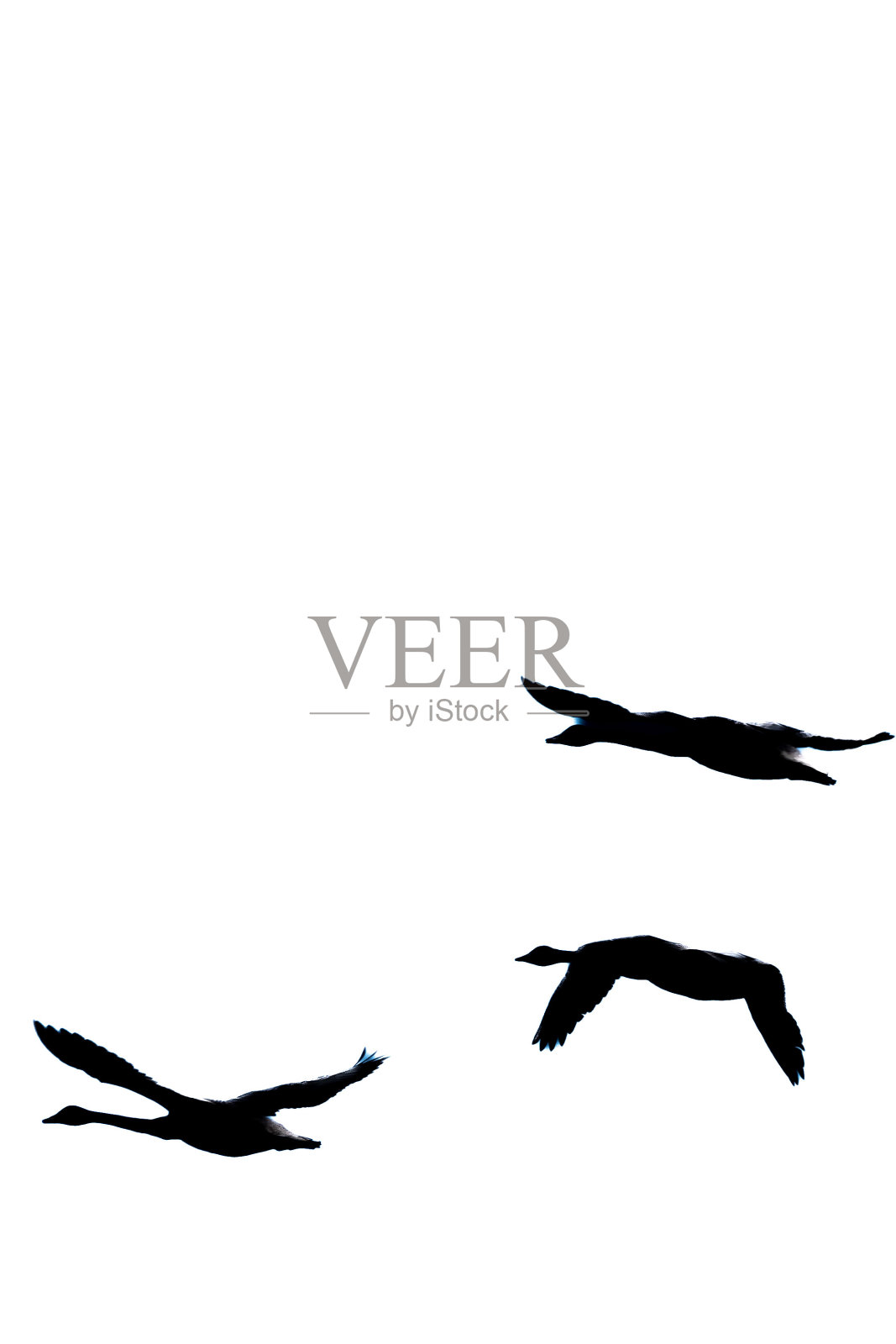 飞翔的天鹅照片摄影图片