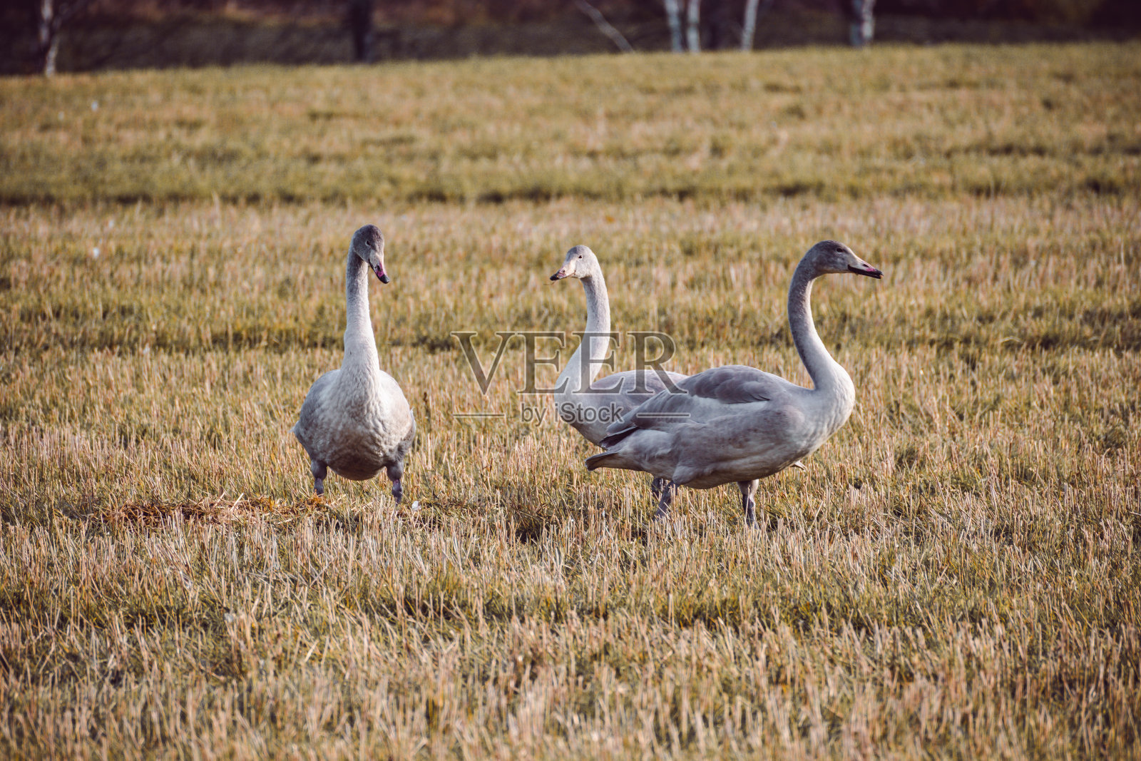 天鹅照片摄影图片