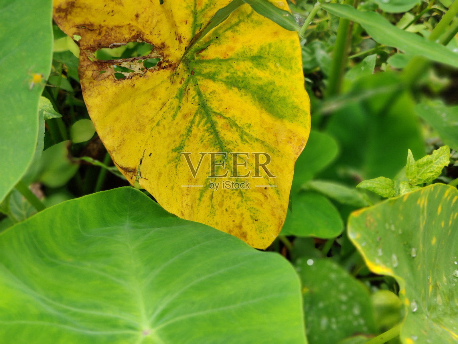 美丽的乡村步道照片摄影图片