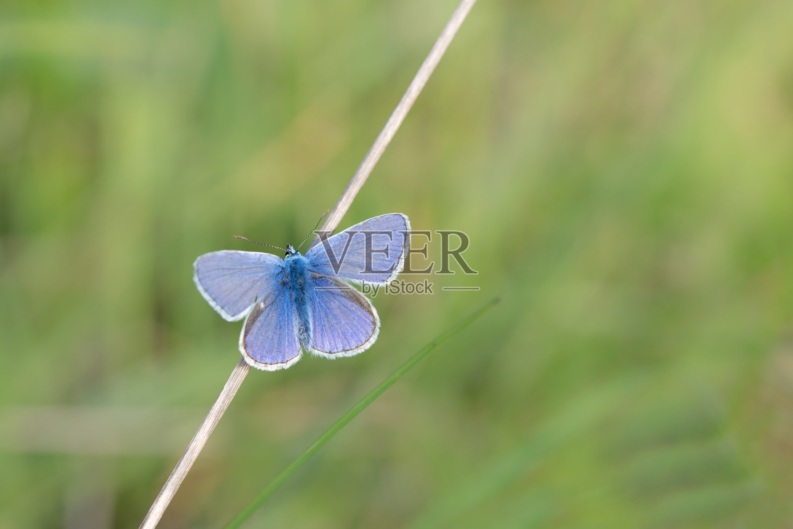 一只小蓝鸟坐在干树枝上。背景是绿色的。蝴蝶展开了翅膀。照片摄影图片