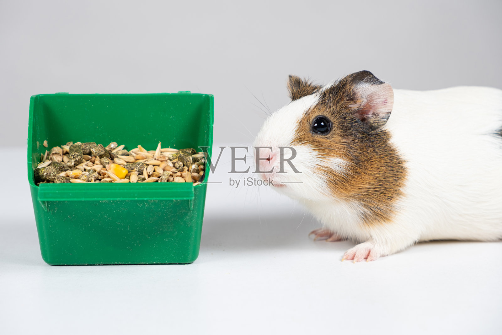 一只小豚鼠和一个白色背景上有食物的喂食器。豚鼠的食物。照片摄影图片