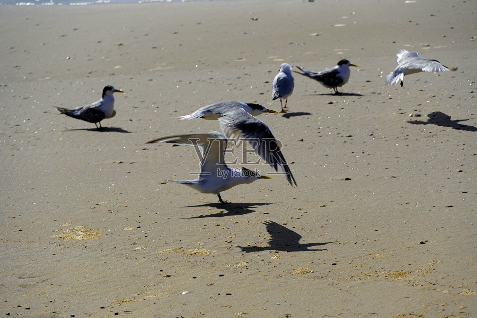 曼宁角，新南威尔士，澳大利亚照片摄影图片