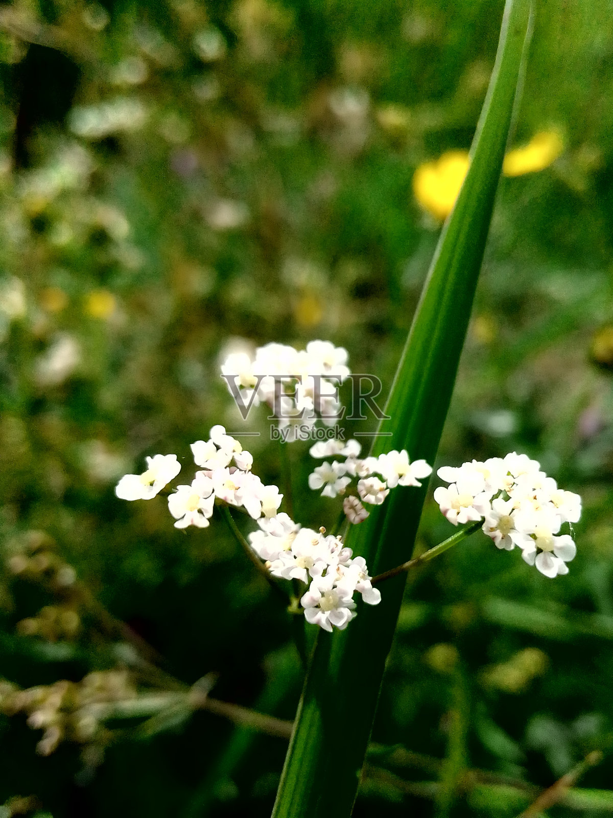 白色的花照片摄影图片