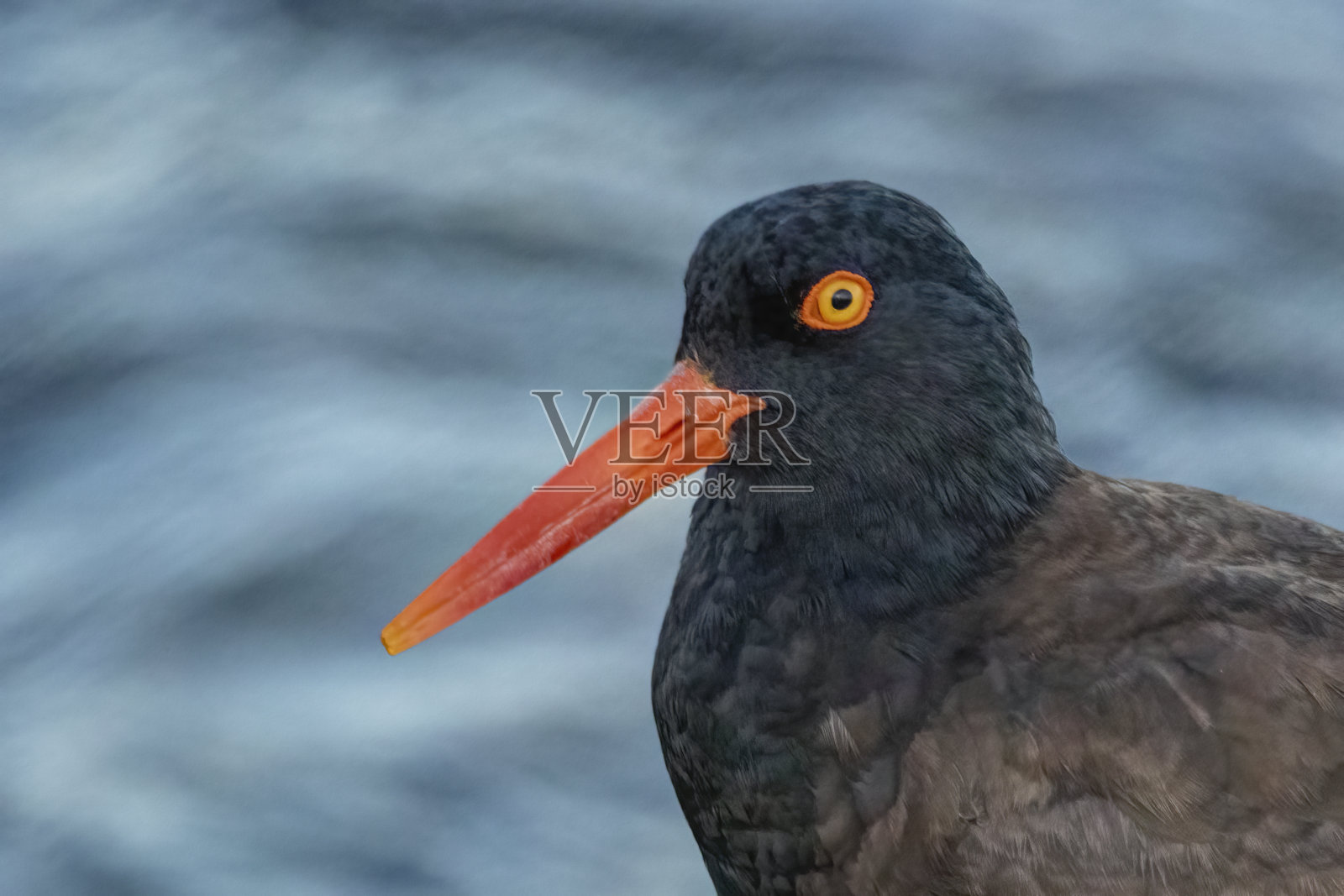黑牡蛎(Haematopus bachmani)特写照片摄影图片