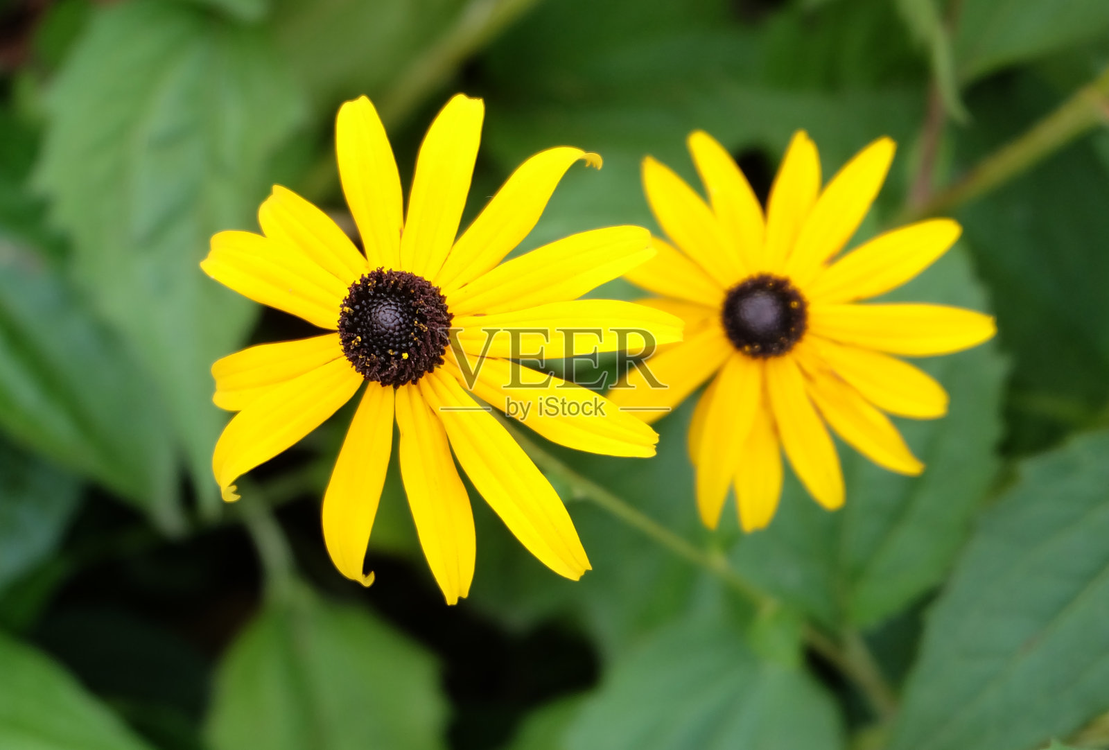 Black-eyed-Susan(黄雏菊属)照片摄影图片