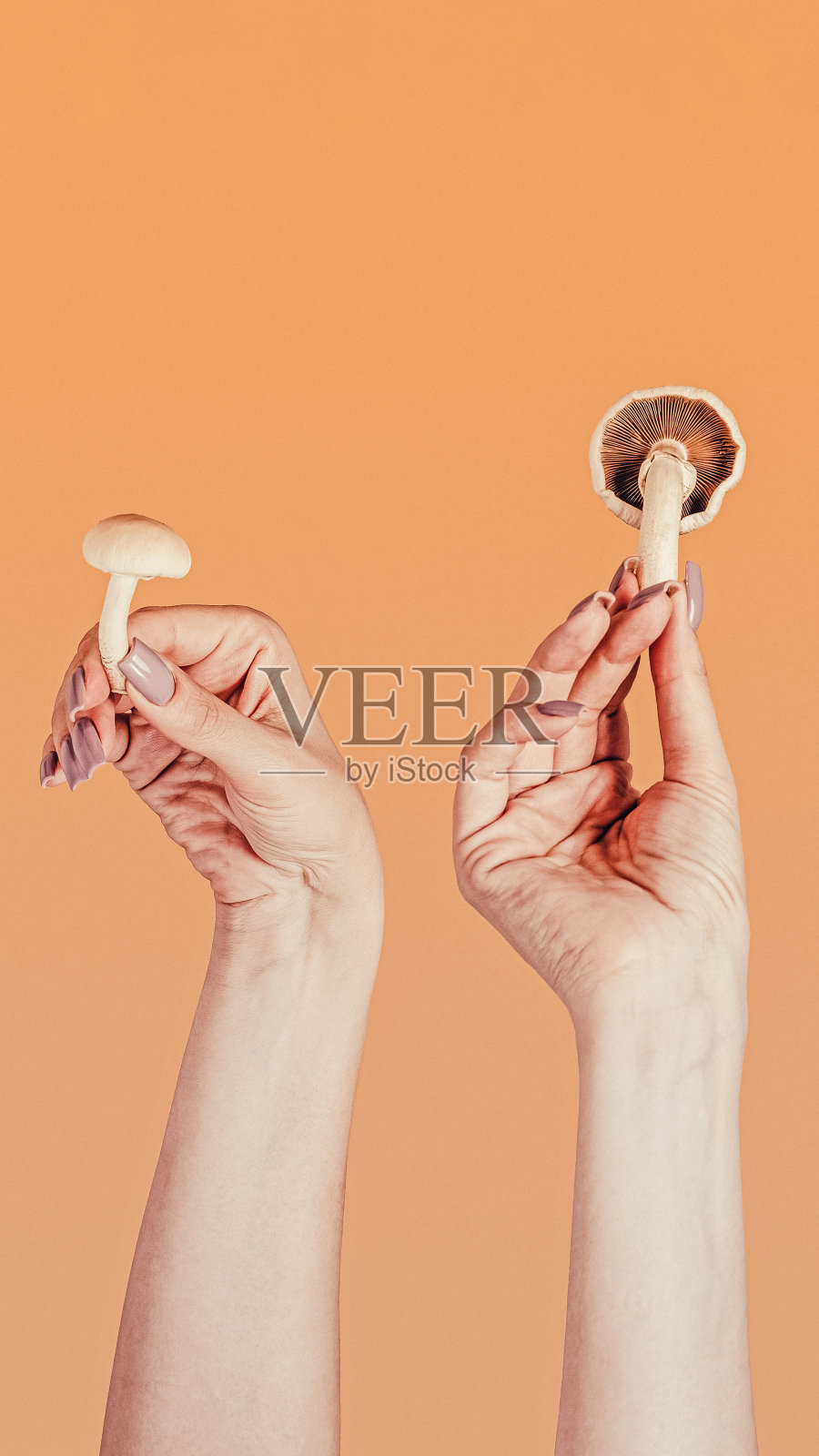 一个有趣而有活力的季节概念。三只美丽的女性的手以不同的角度和位置拿着一个奶油色的蘑菇。秋天修指甲。冰咖啡背景的艺术构思。照片摄影图片