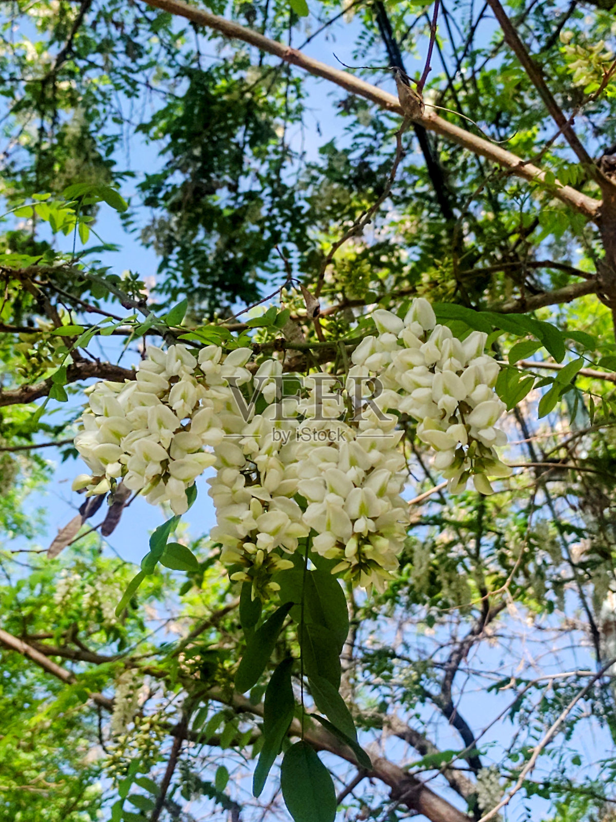 金合欢照片摄影图片
