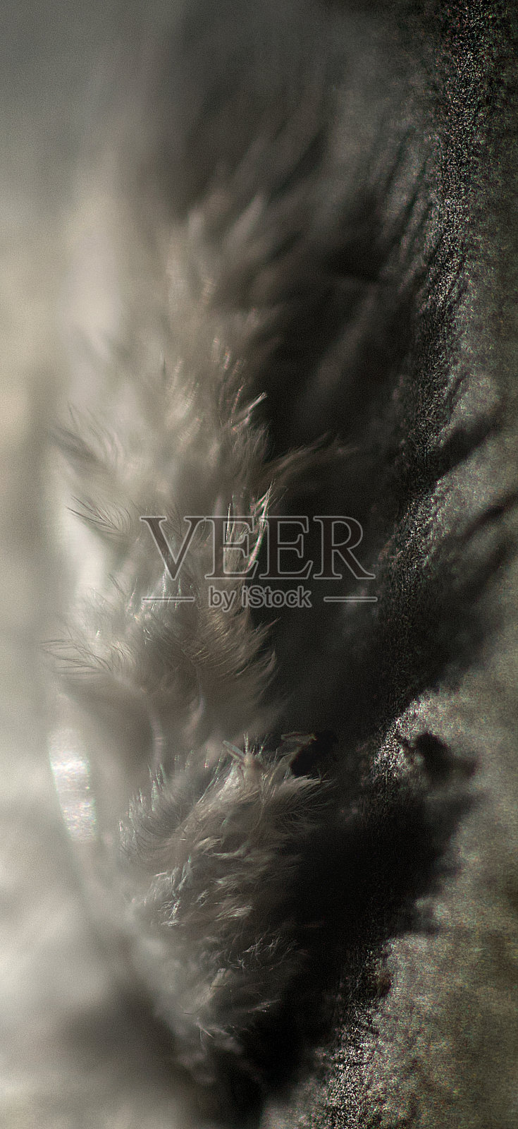 抽象的白色羽毛和阴影。照片摄影图片