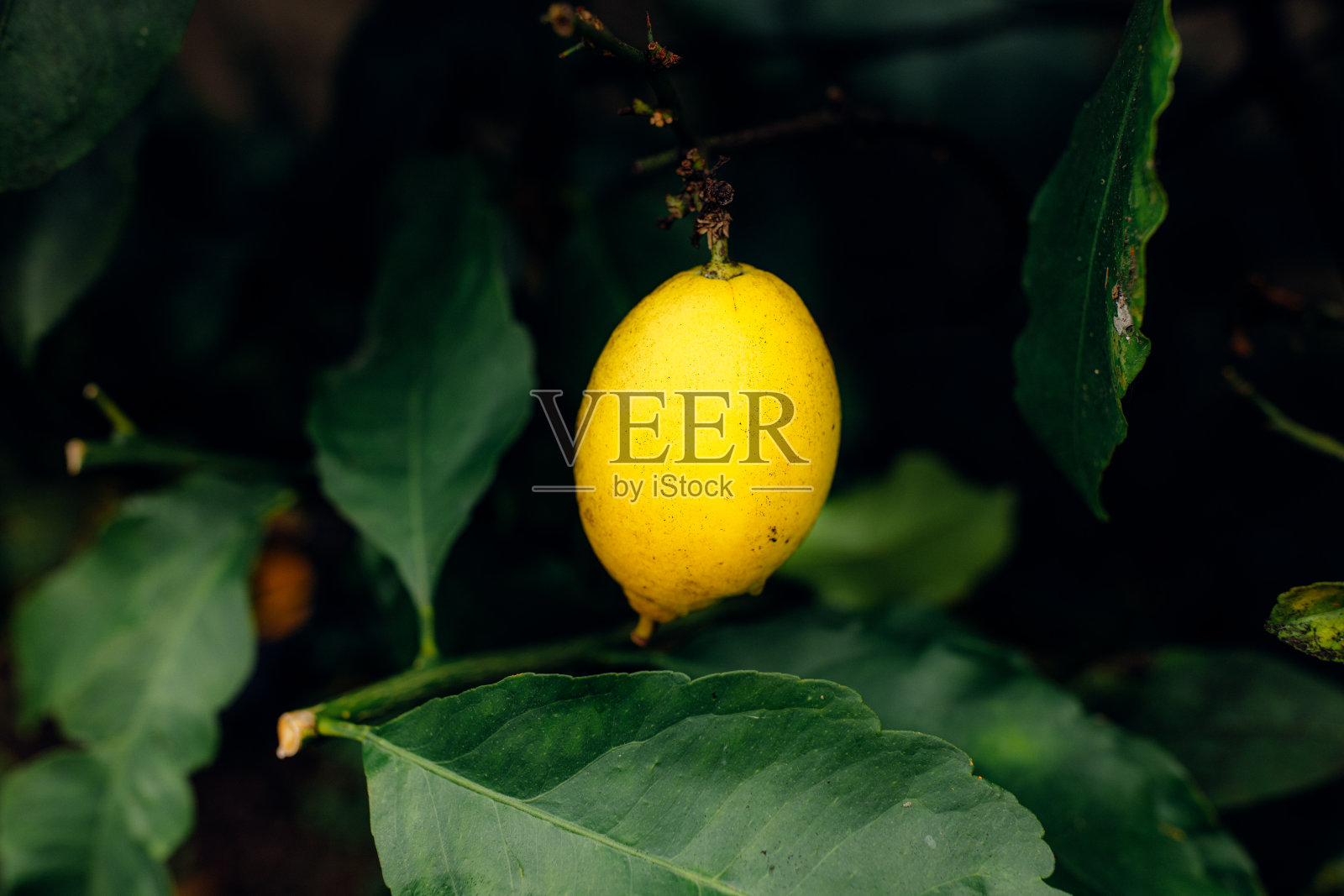 男人手捧着新鲜的柠檬，树枝上挂着露珠照片摄影图片