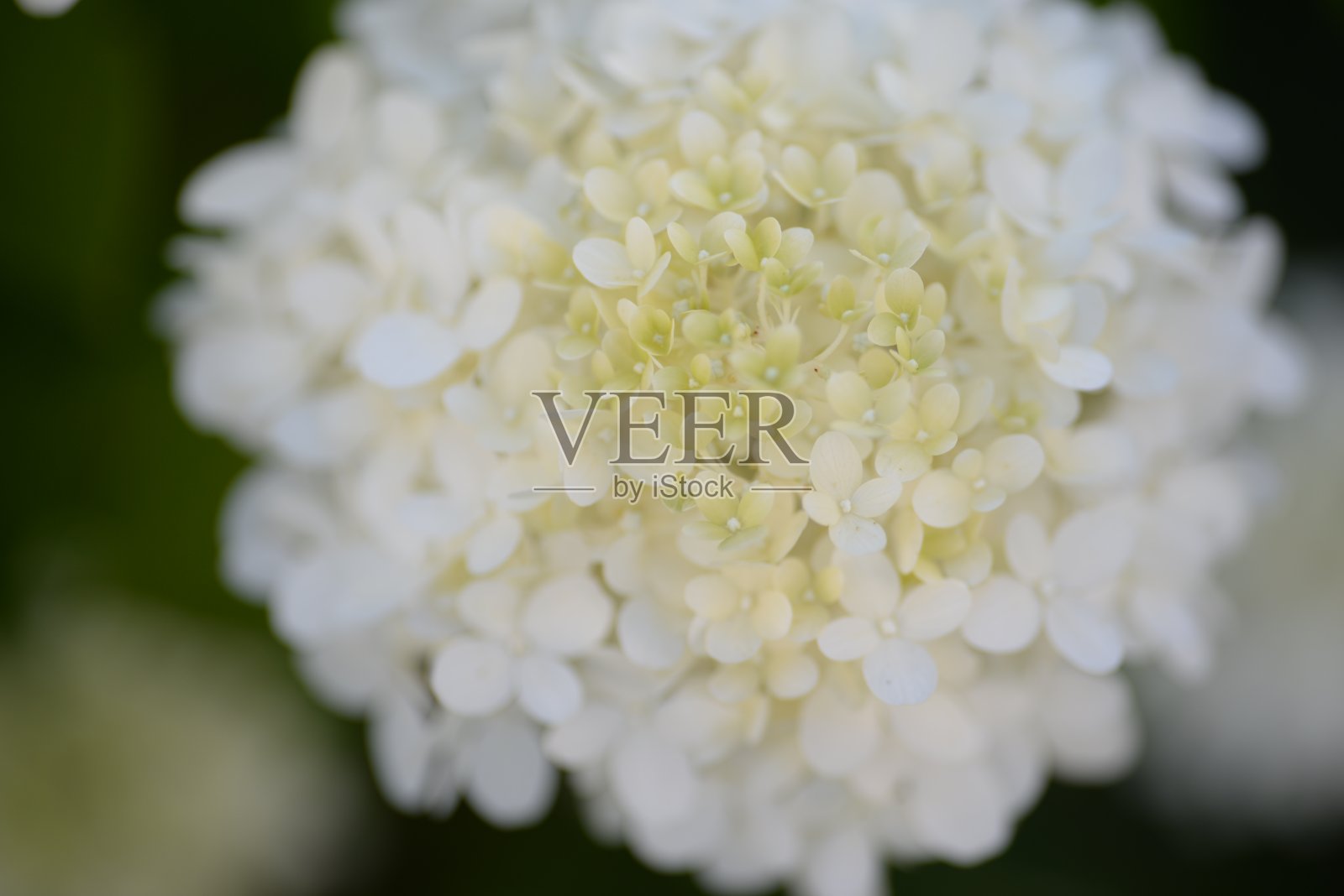 白色的绣球花，一束绣球花特写在绿色的背景上，花的质感，渐变的绣球花，乌克兰灌木绣球花，柔和的白色枝条绣球花在灌木丛中，在一个阳光明媚的晚上，在蓝天的衬托下，绿色的叶子一片照片摄影图片