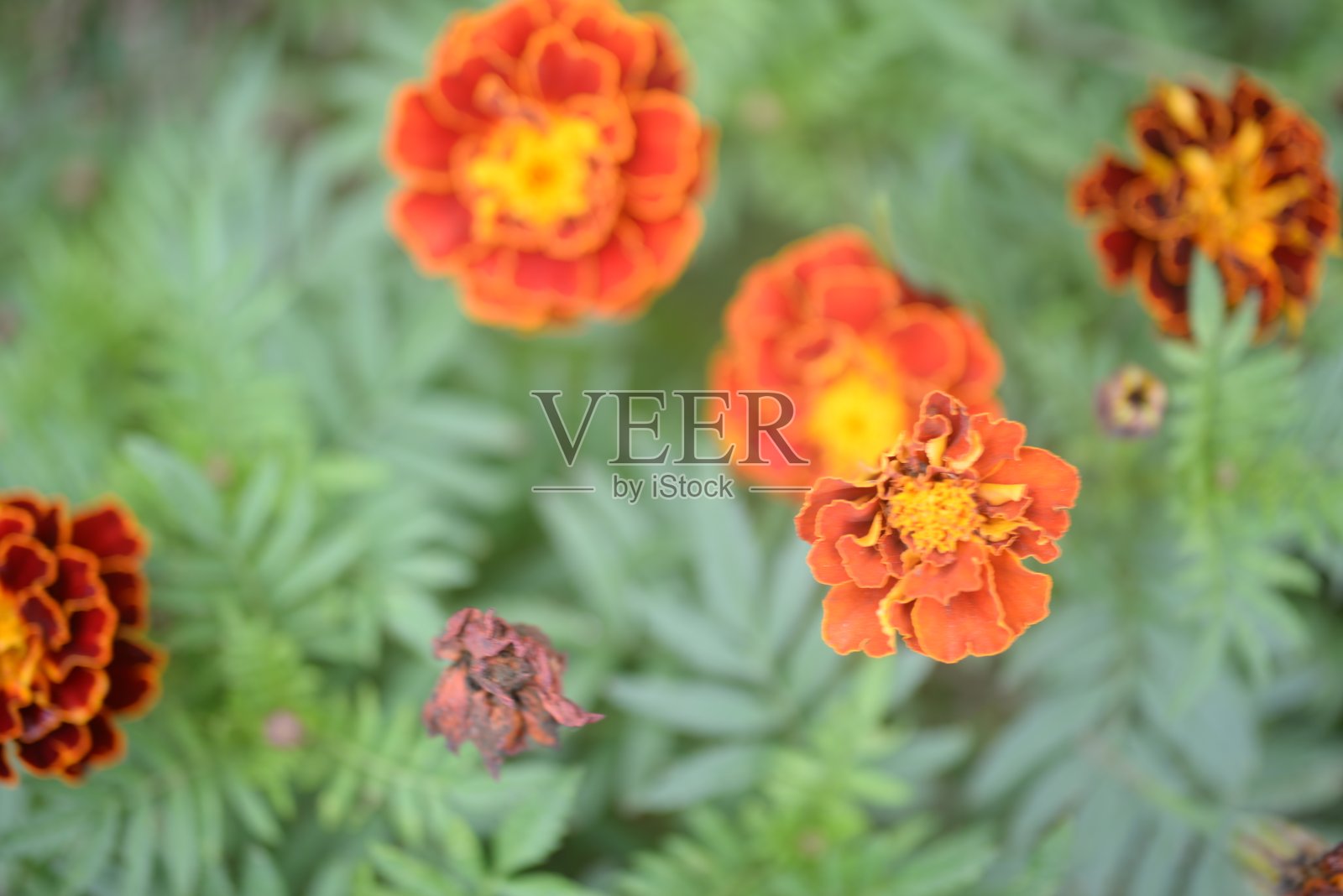 黄橙色的黑莓，万寿菊特写背景，在一个阳光明媚的日子，模糊的背景，花万寿菊特写背景在一个秋天阳光明媚的日子，橙色的万寿菊颜色，红色的花照片摄影图片