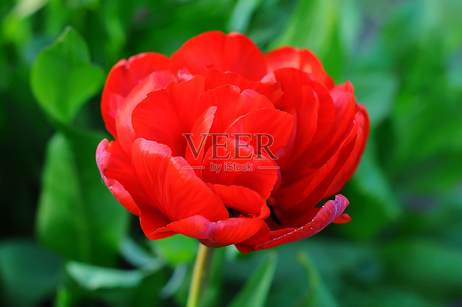 牡丹郁金香，阳光情人红色，在绿色背景与选择性焦点照片摄影图片