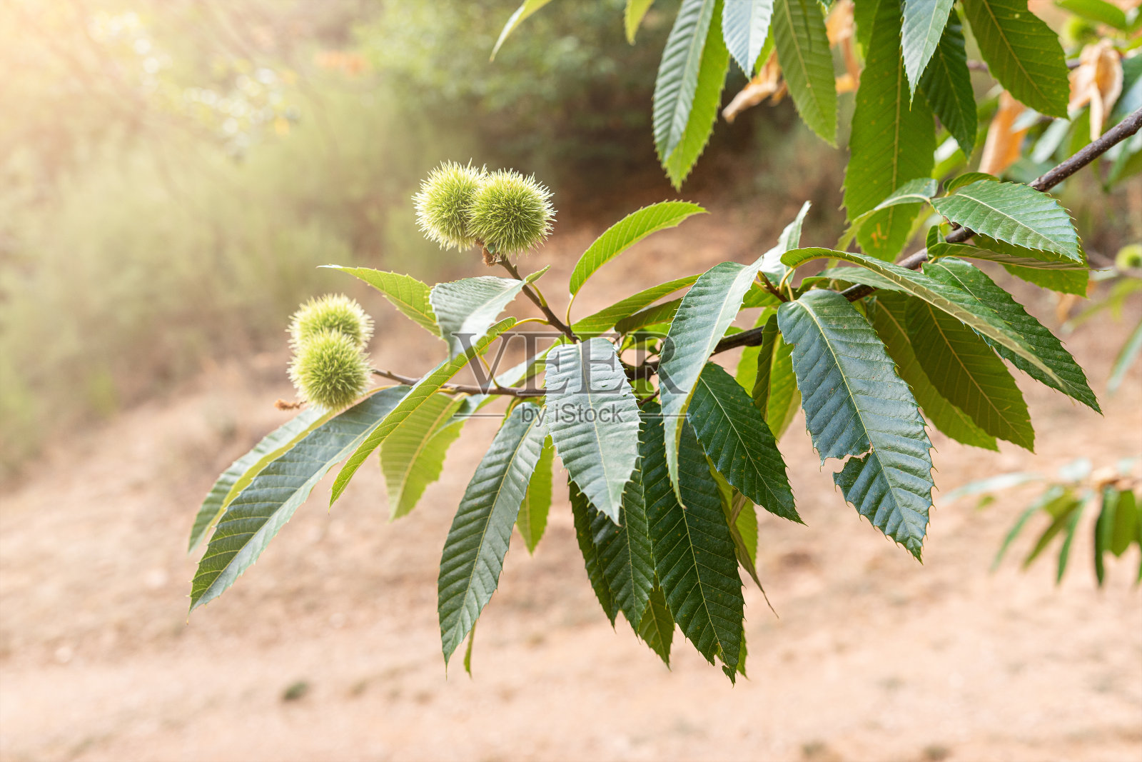 春天栗树的树枝照片摄影图片